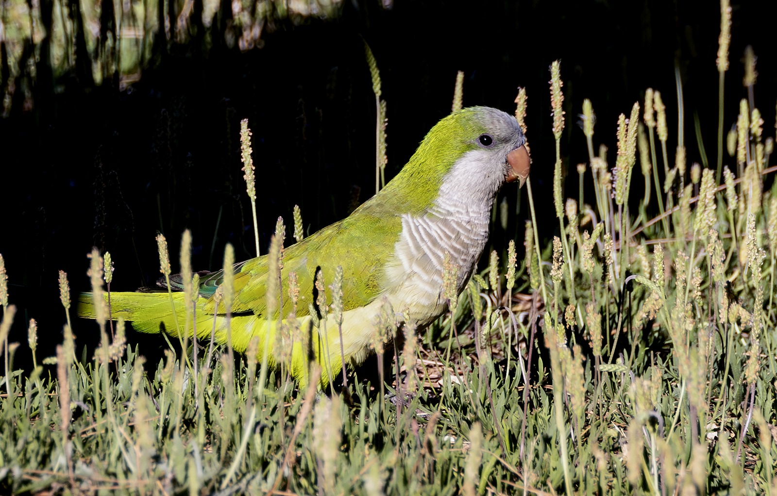 monk parakeet