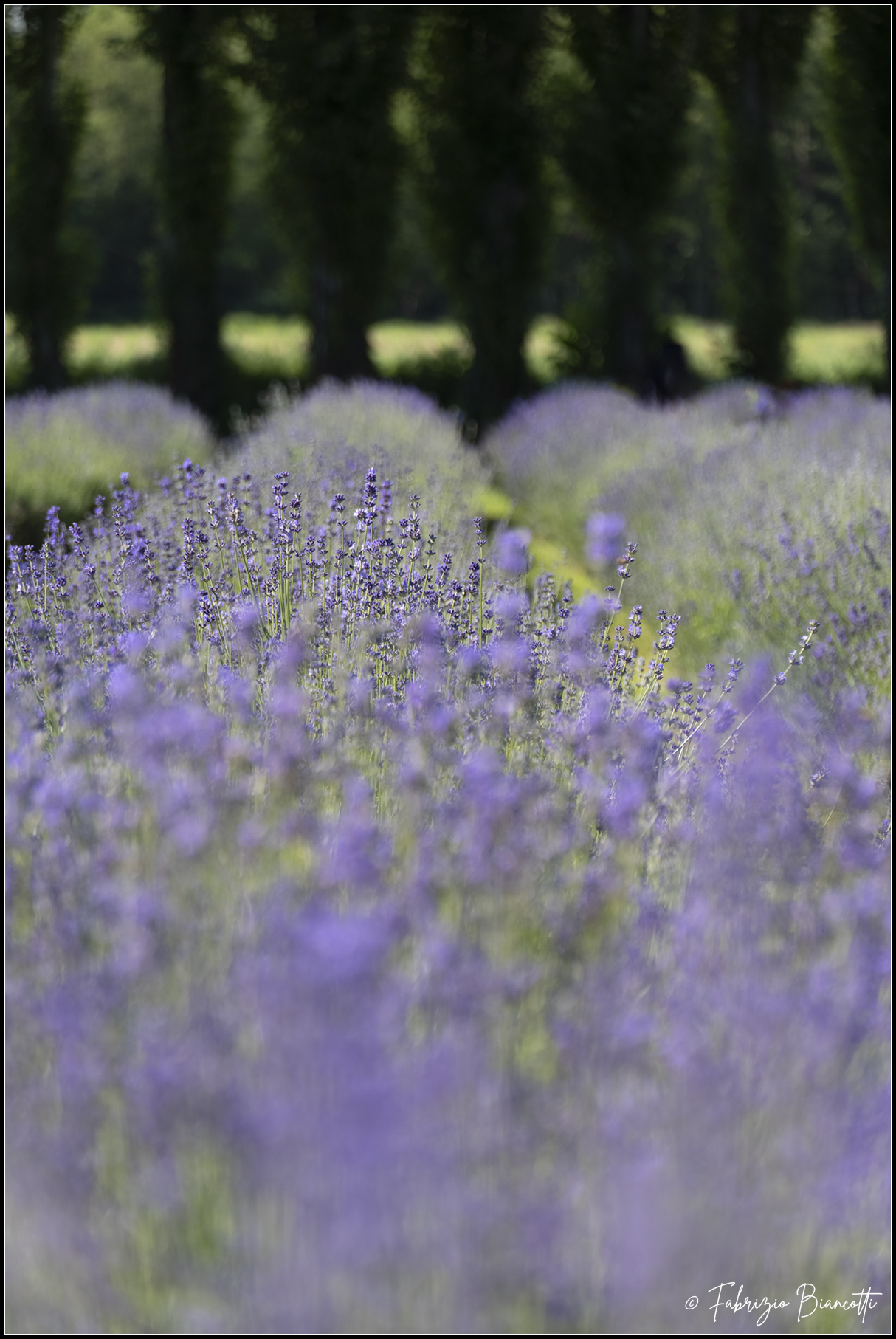 In the lavender field