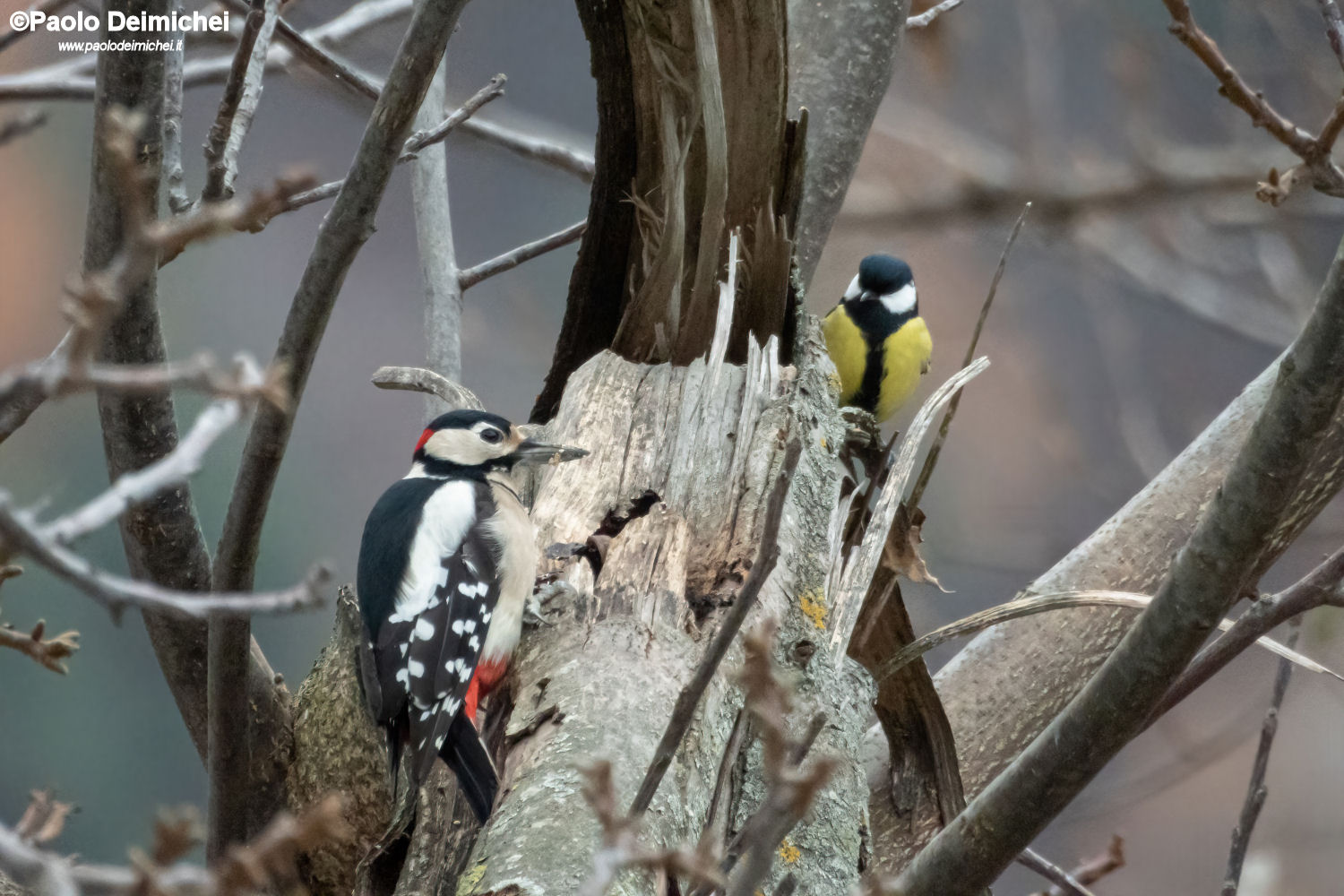 Great spotted woodpecker, spied on by a Great
