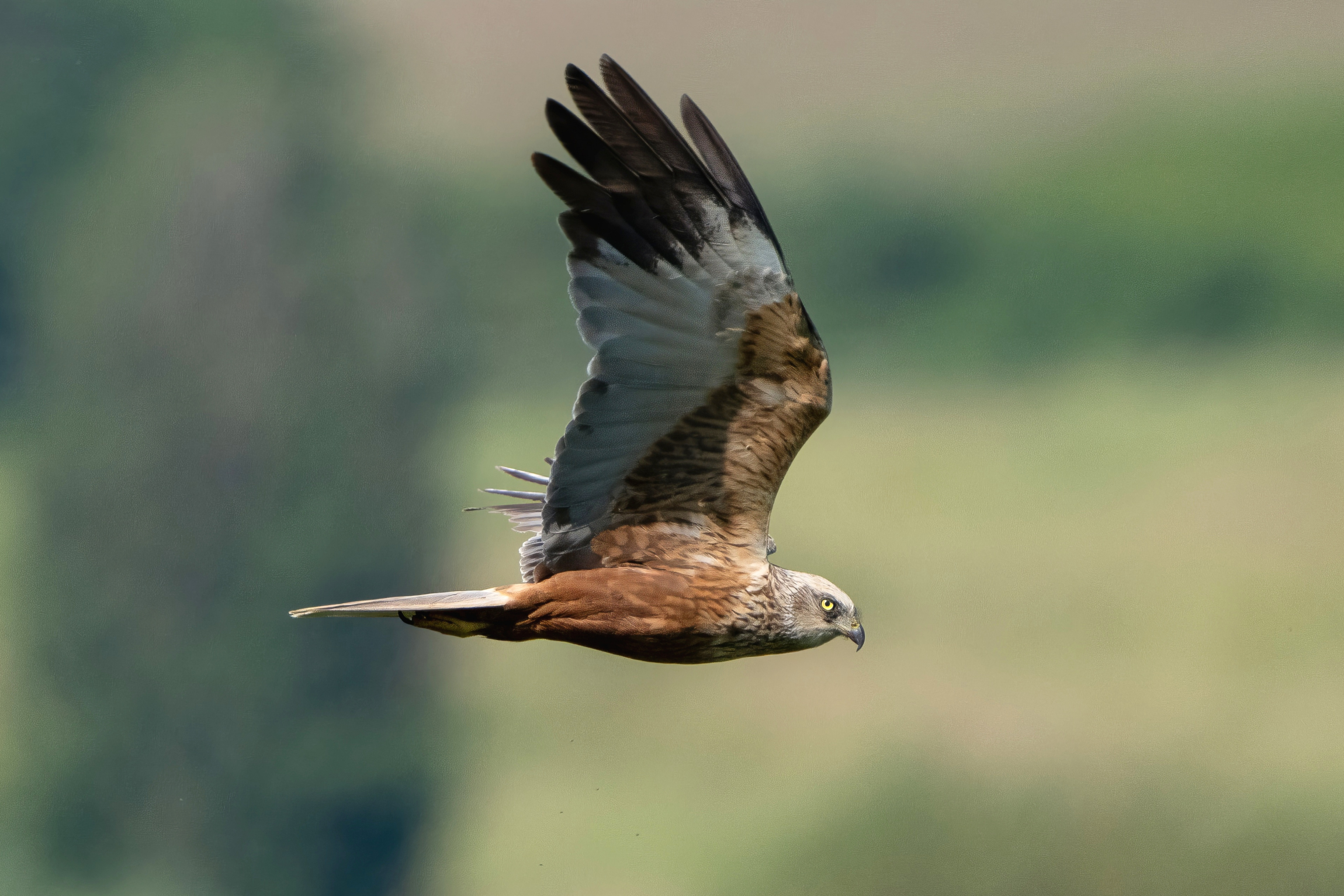 Marsh Harrier (Circus aeruginosus)