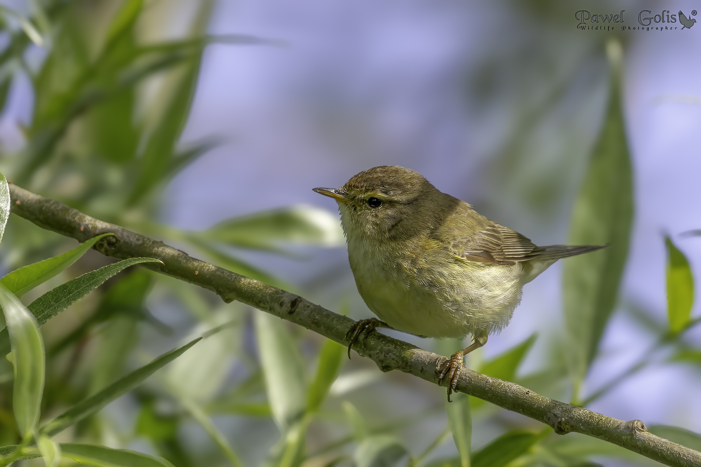 Pula comune (Phylloscopus collybita)