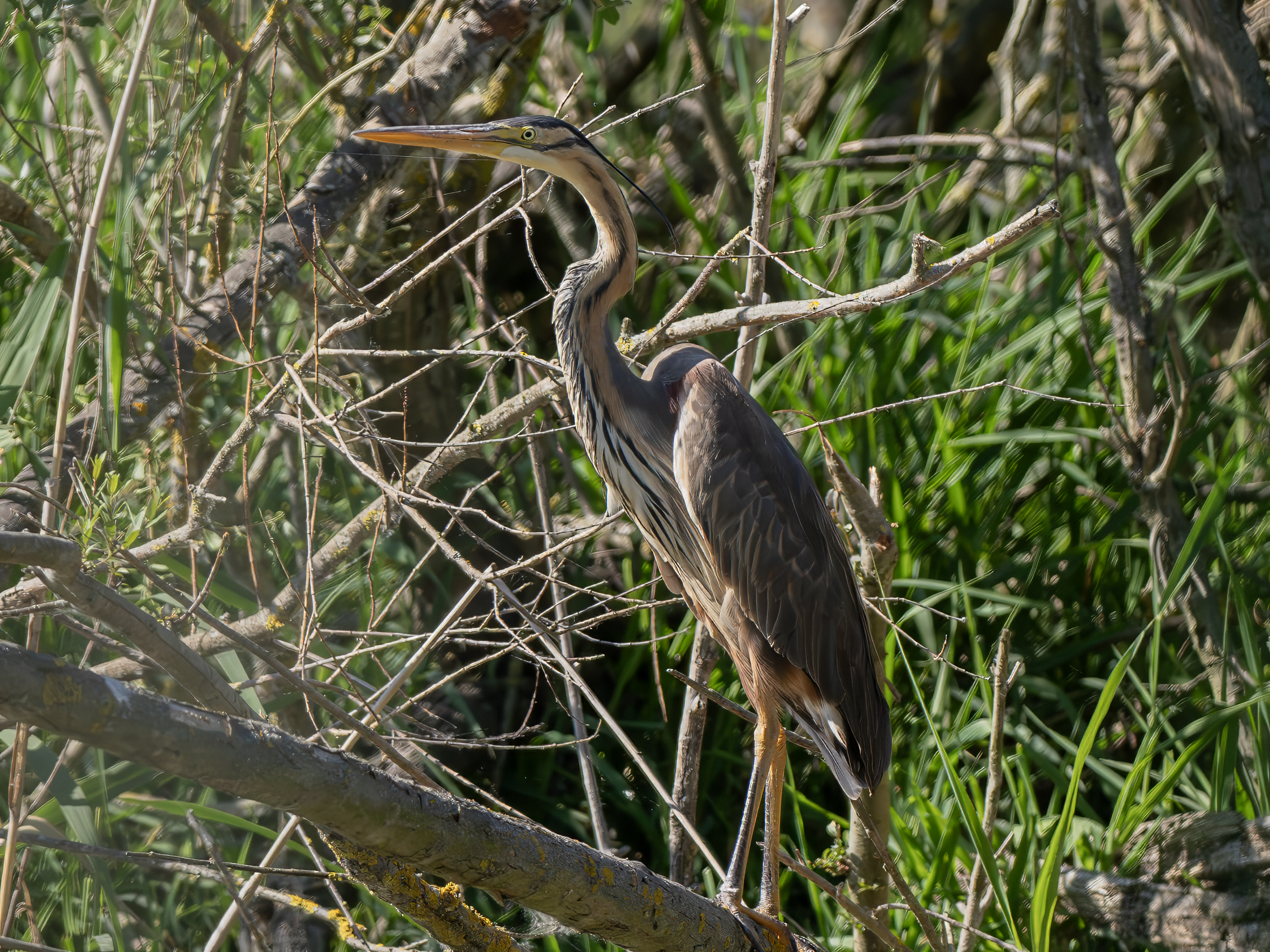Purple heron