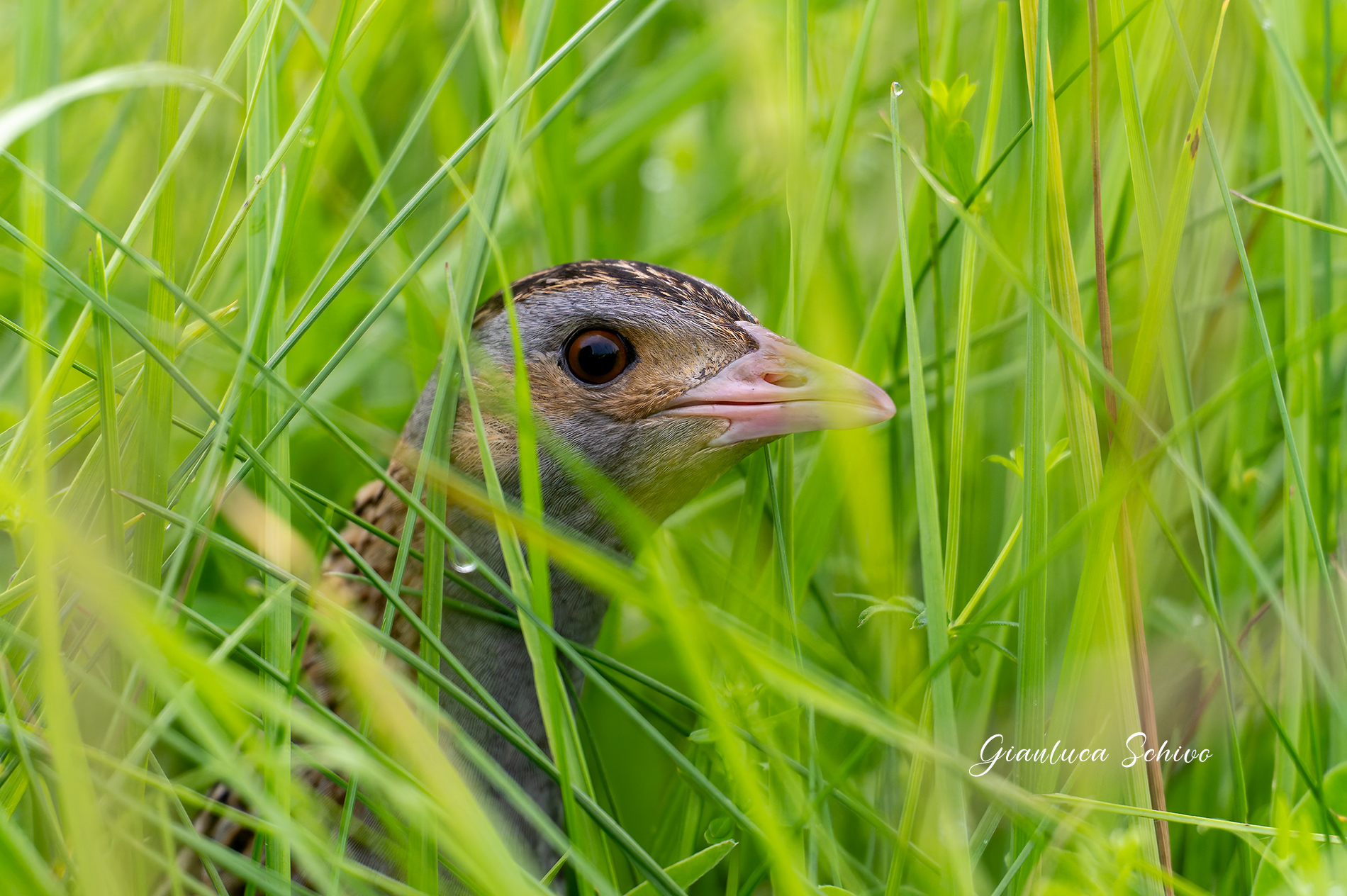 Corncrake