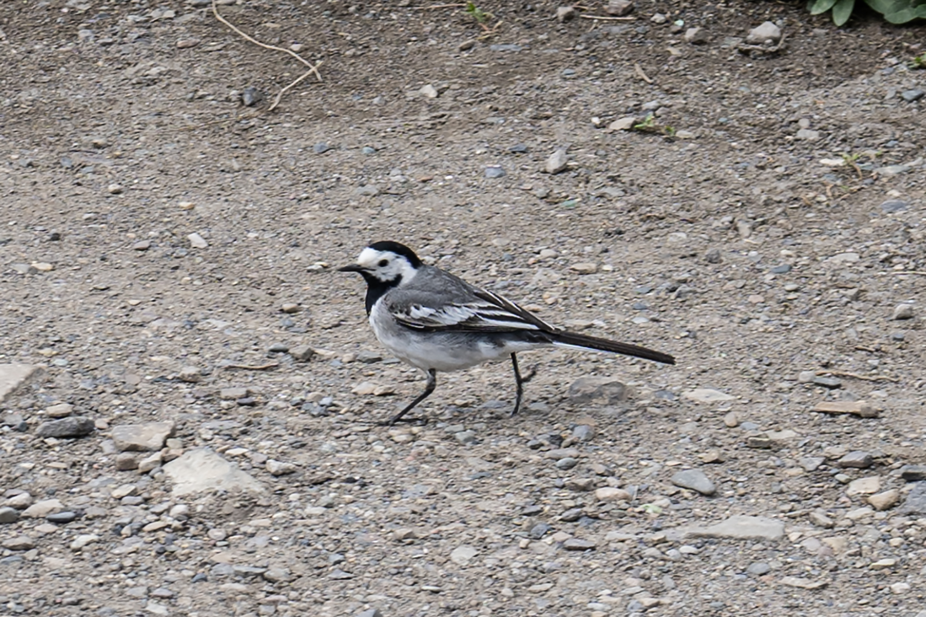 Motacilla alba lugens