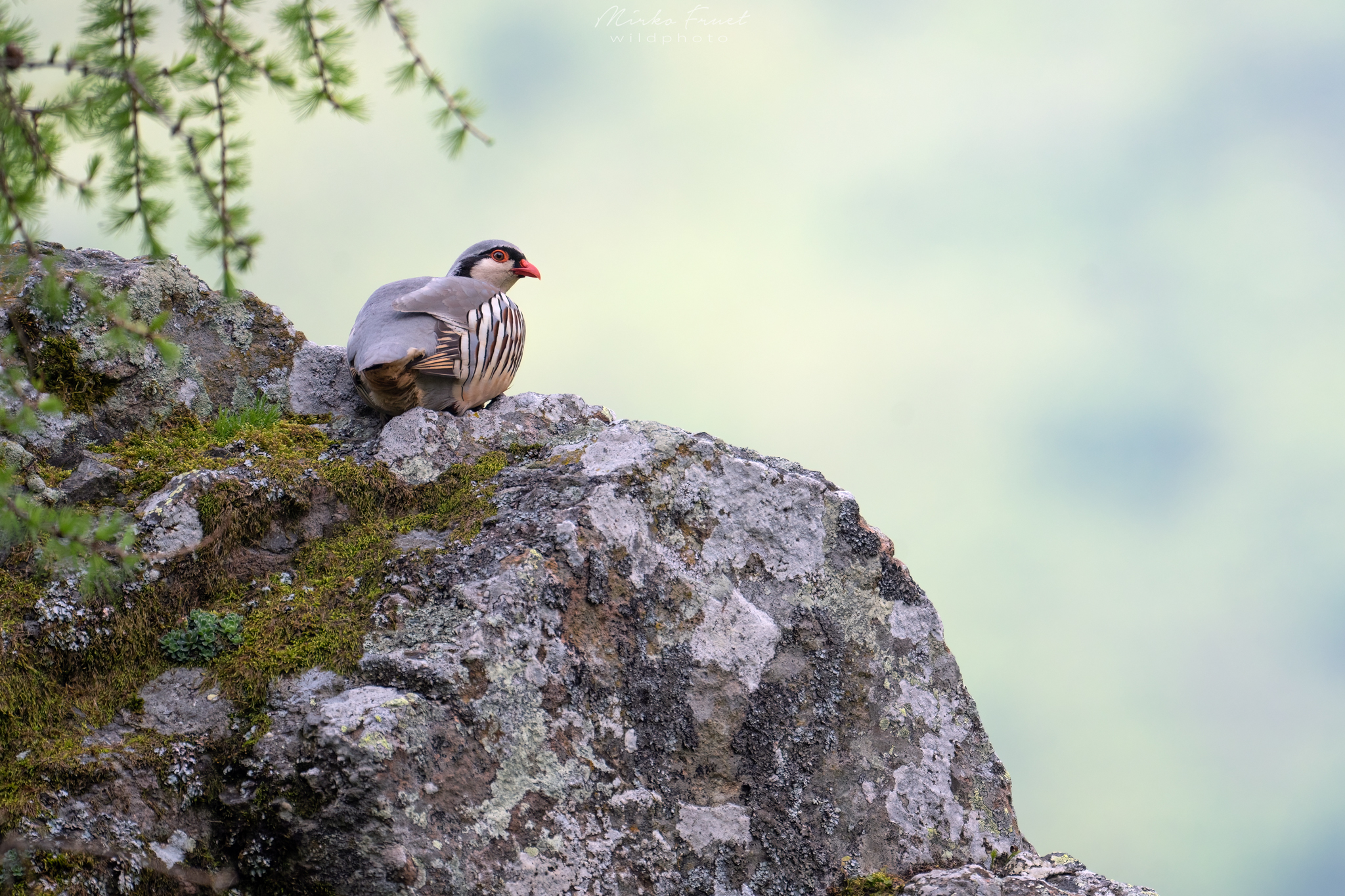 Coturnice delle Alpi