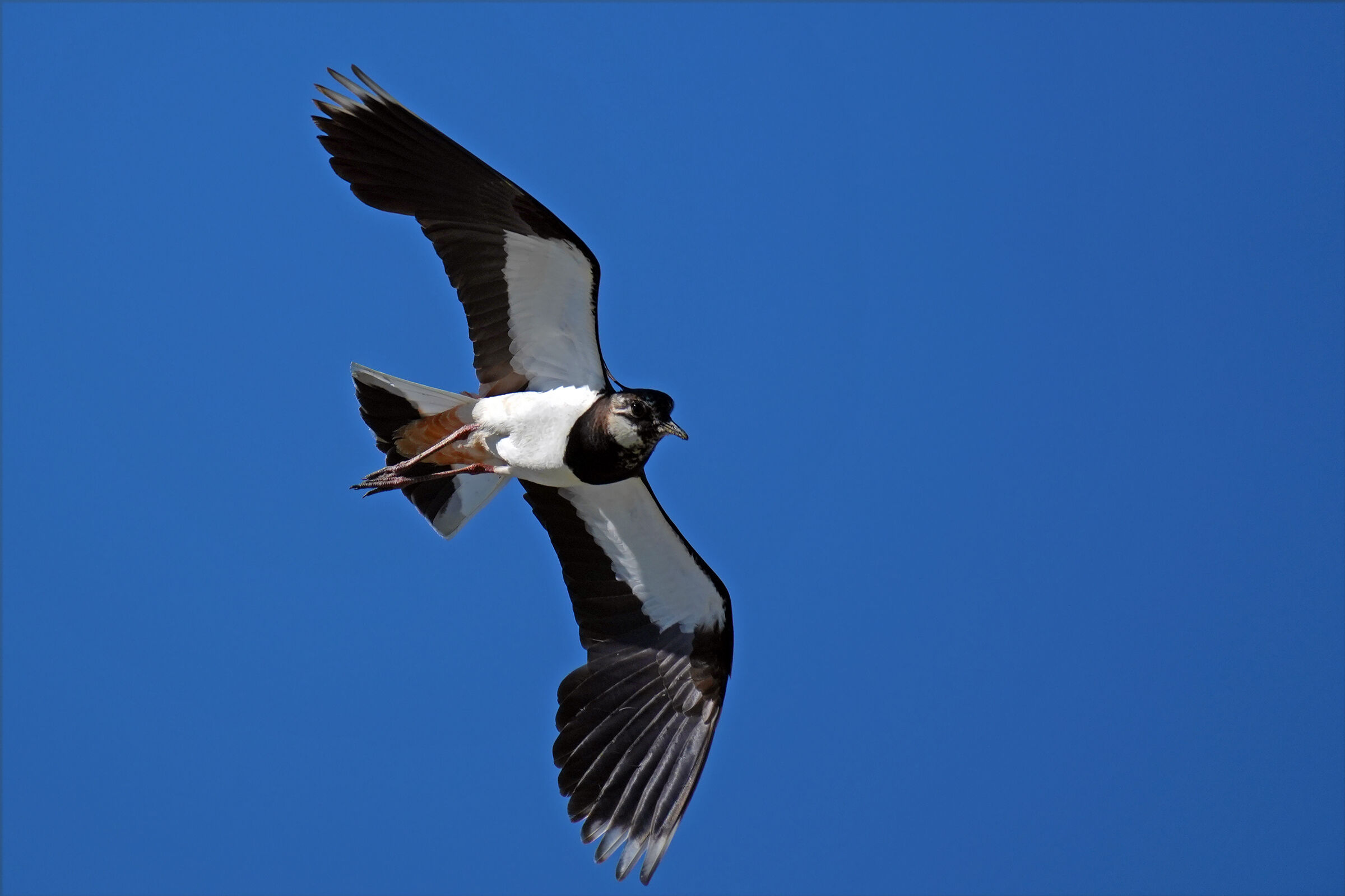 Lapwing2