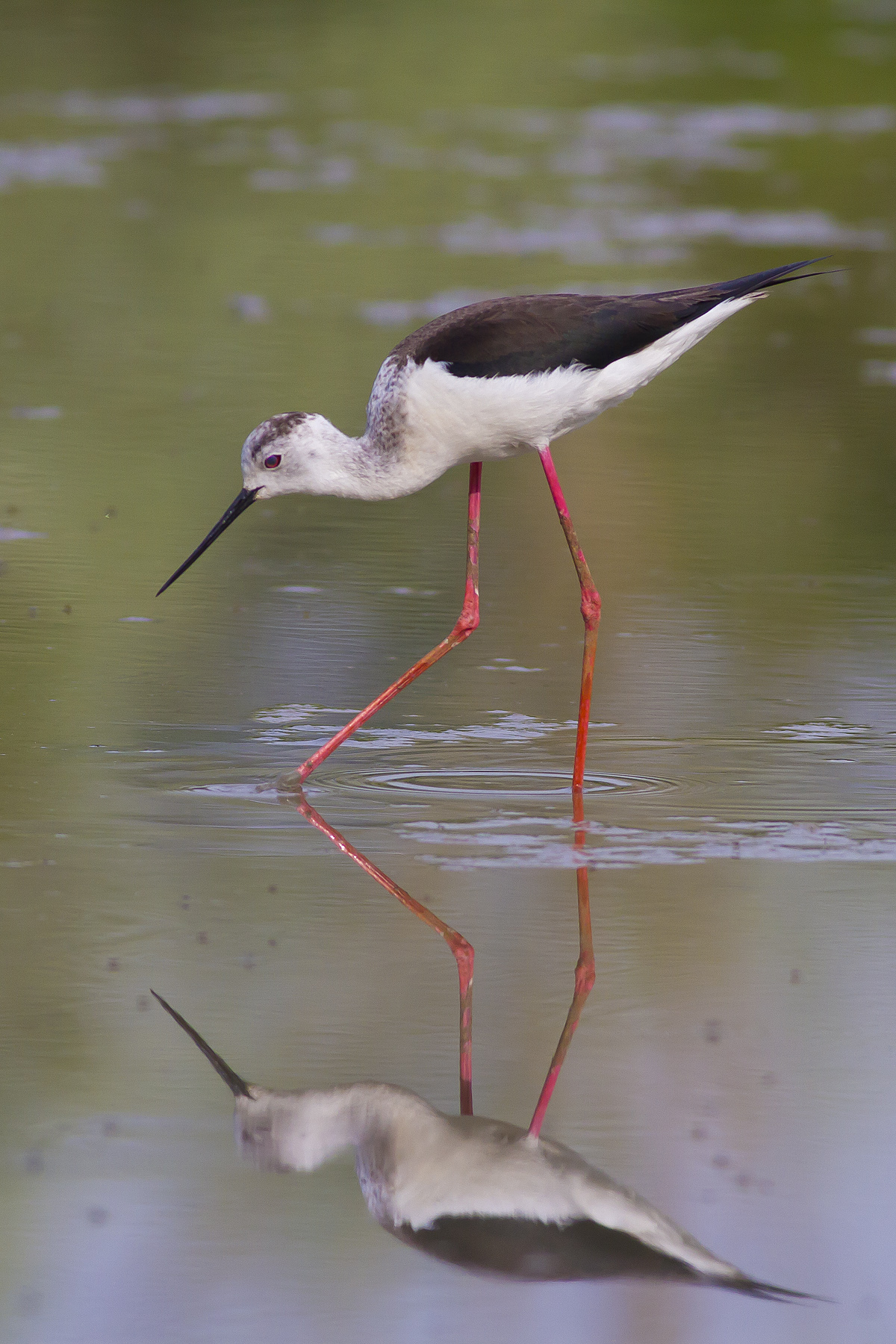 Cavaliere di...specchiata bellezza.