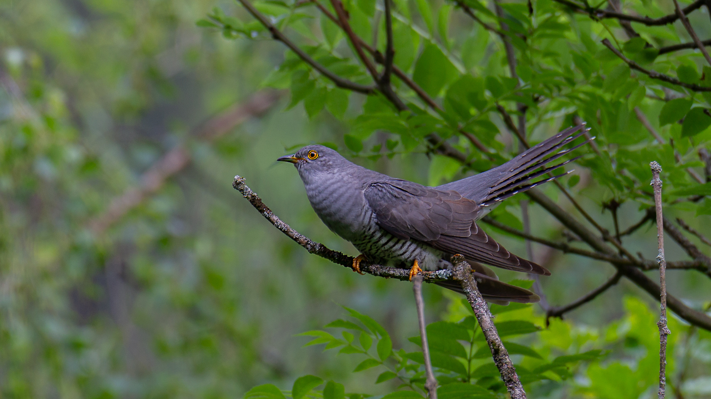 Cuculo. Gallina vecchia fa bon brodo Canon 1D Mark IV