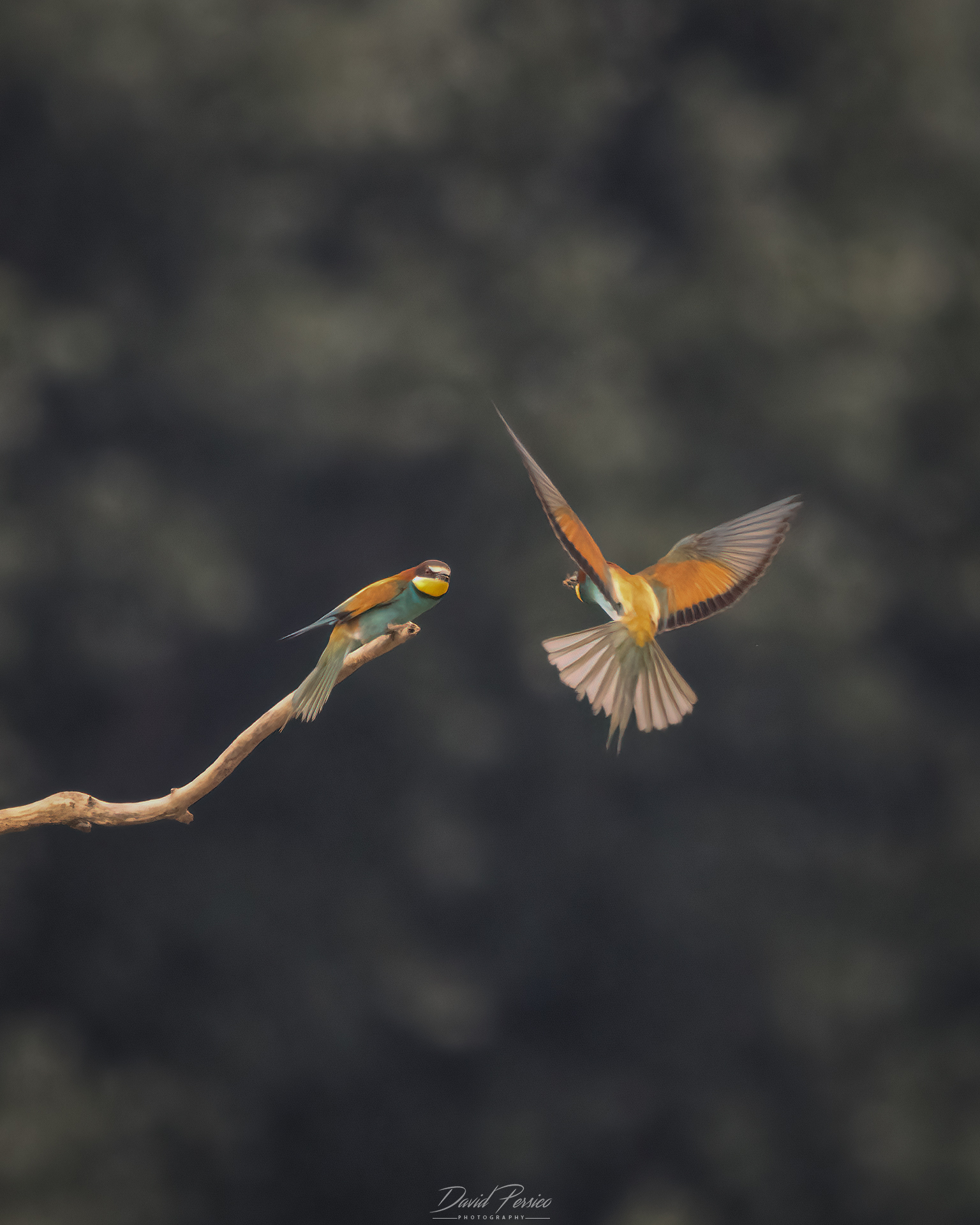 Bee-eaters