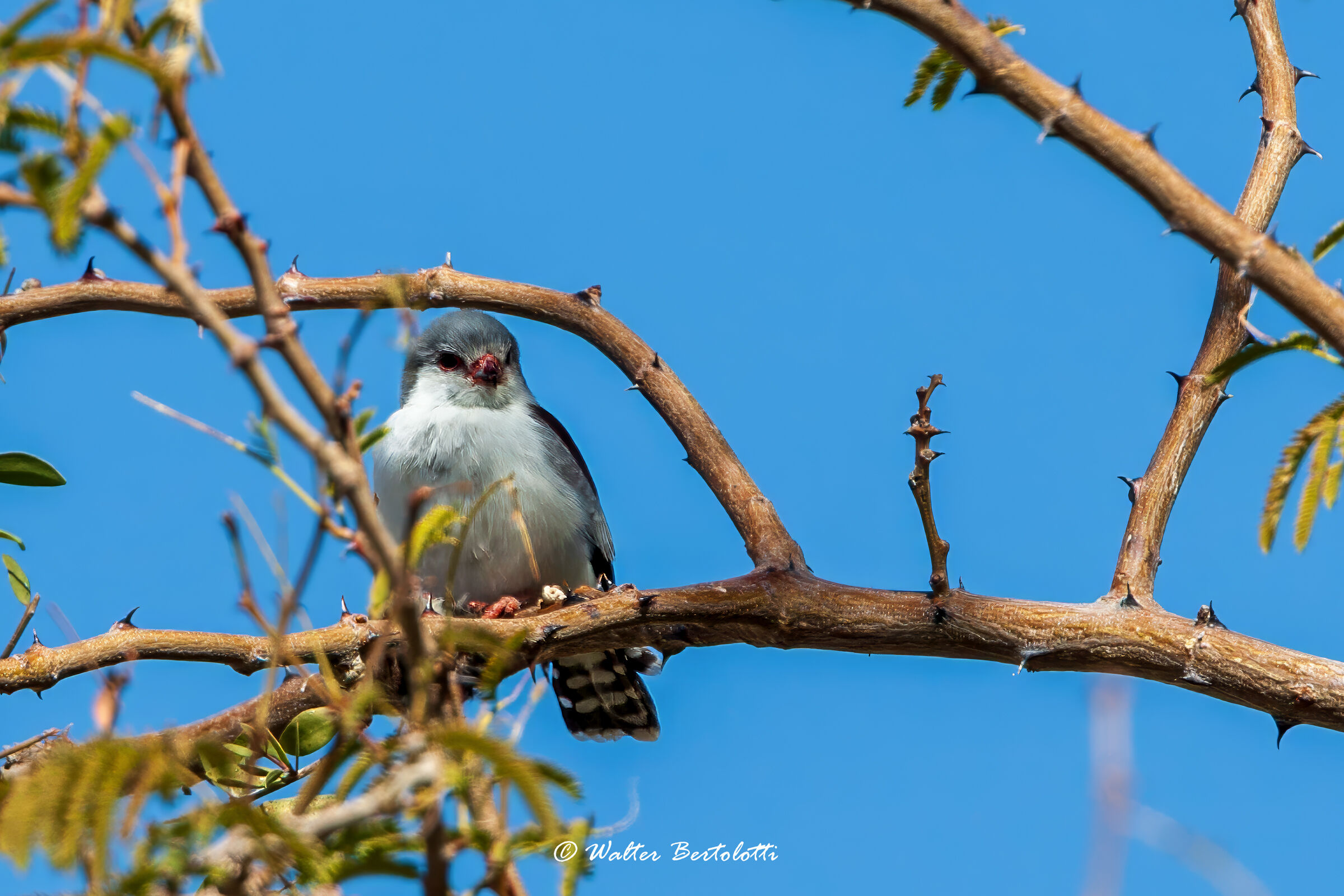 Pygmy Falcon