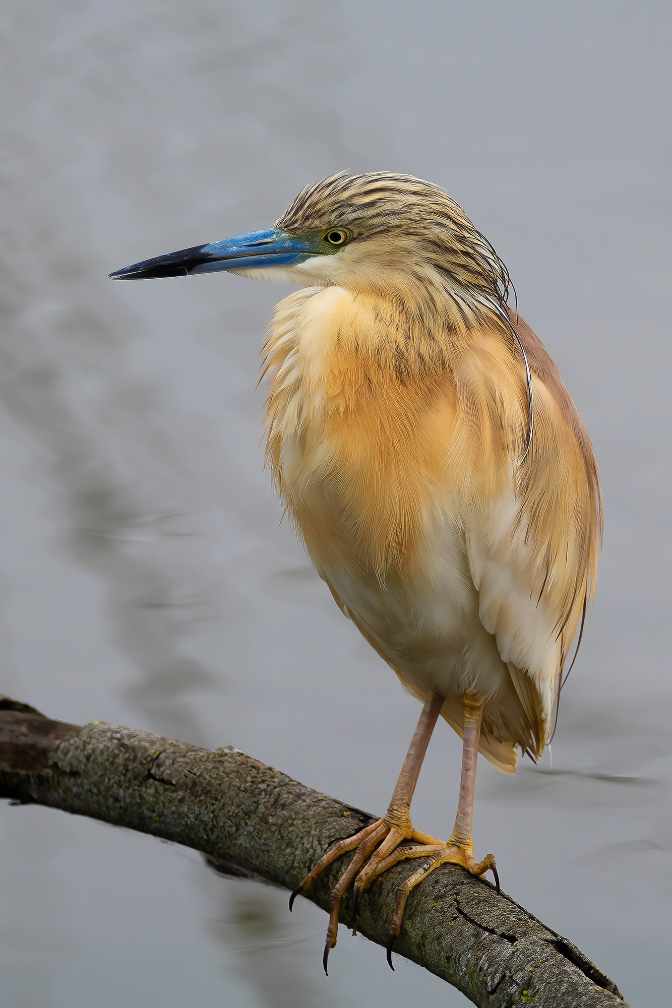 Squacco heron