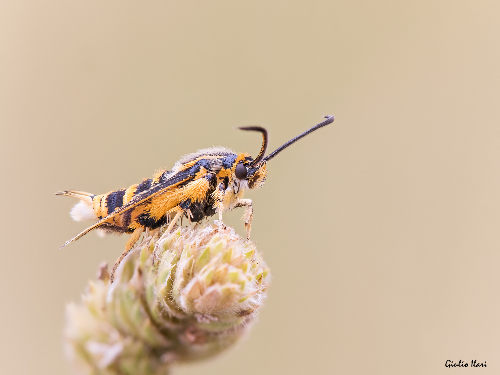 Synanthedon
