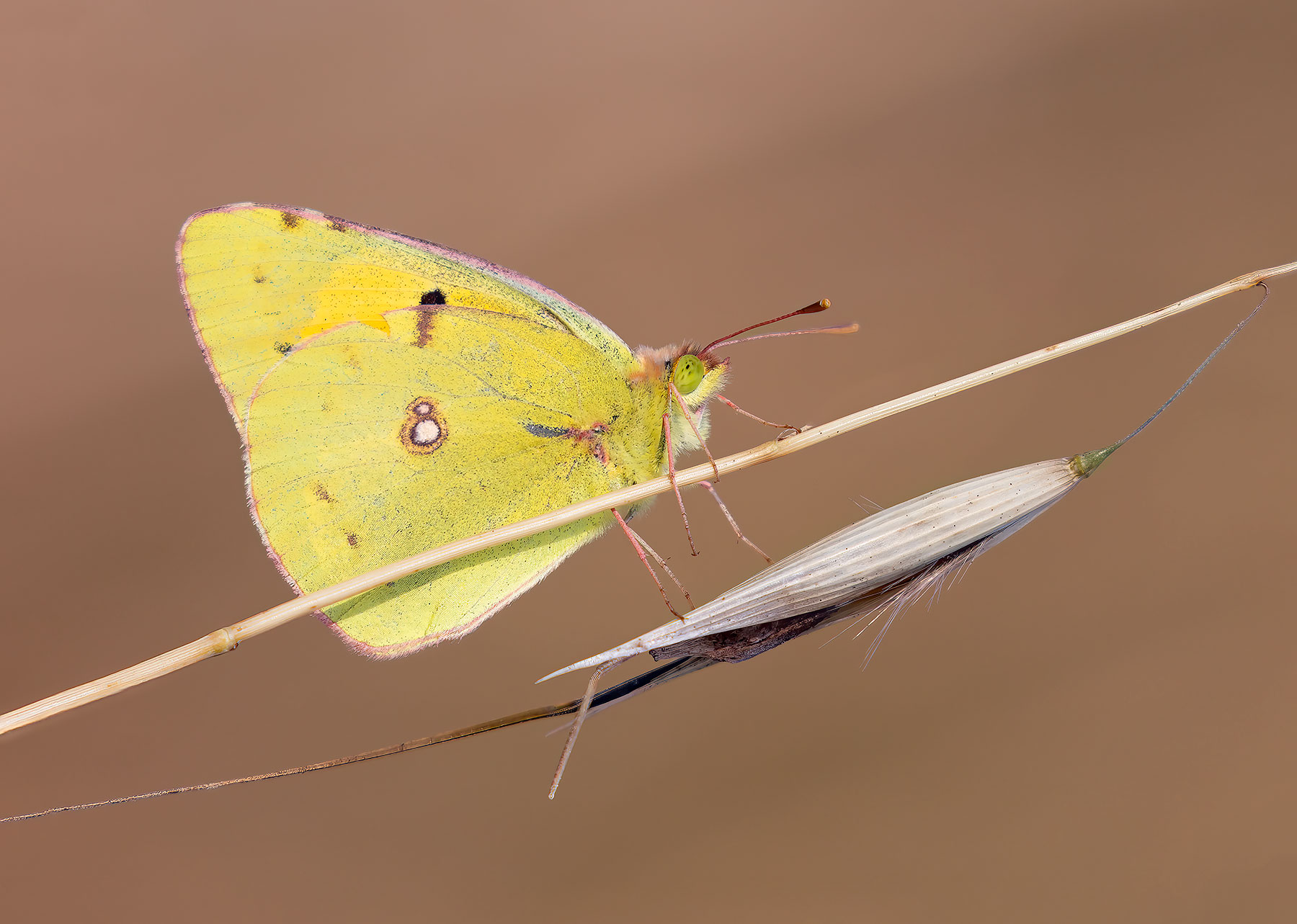 Colias Crocea, the butterfly goes fishing