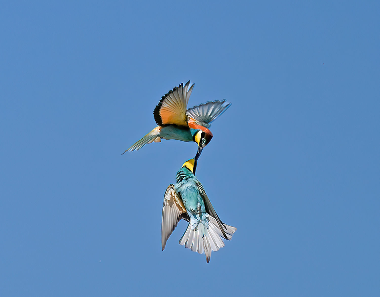Bee-eater evolutions