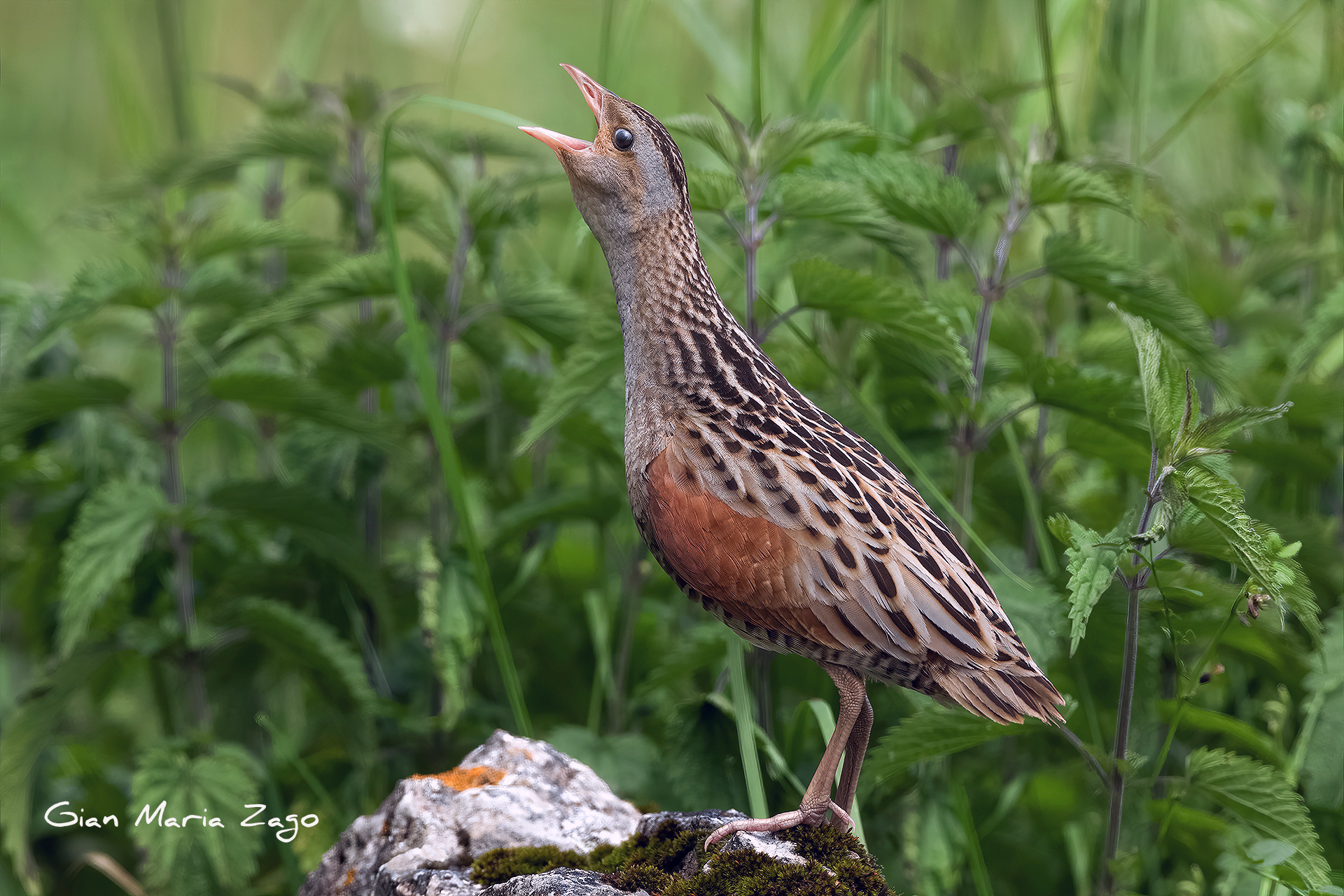Corncrake