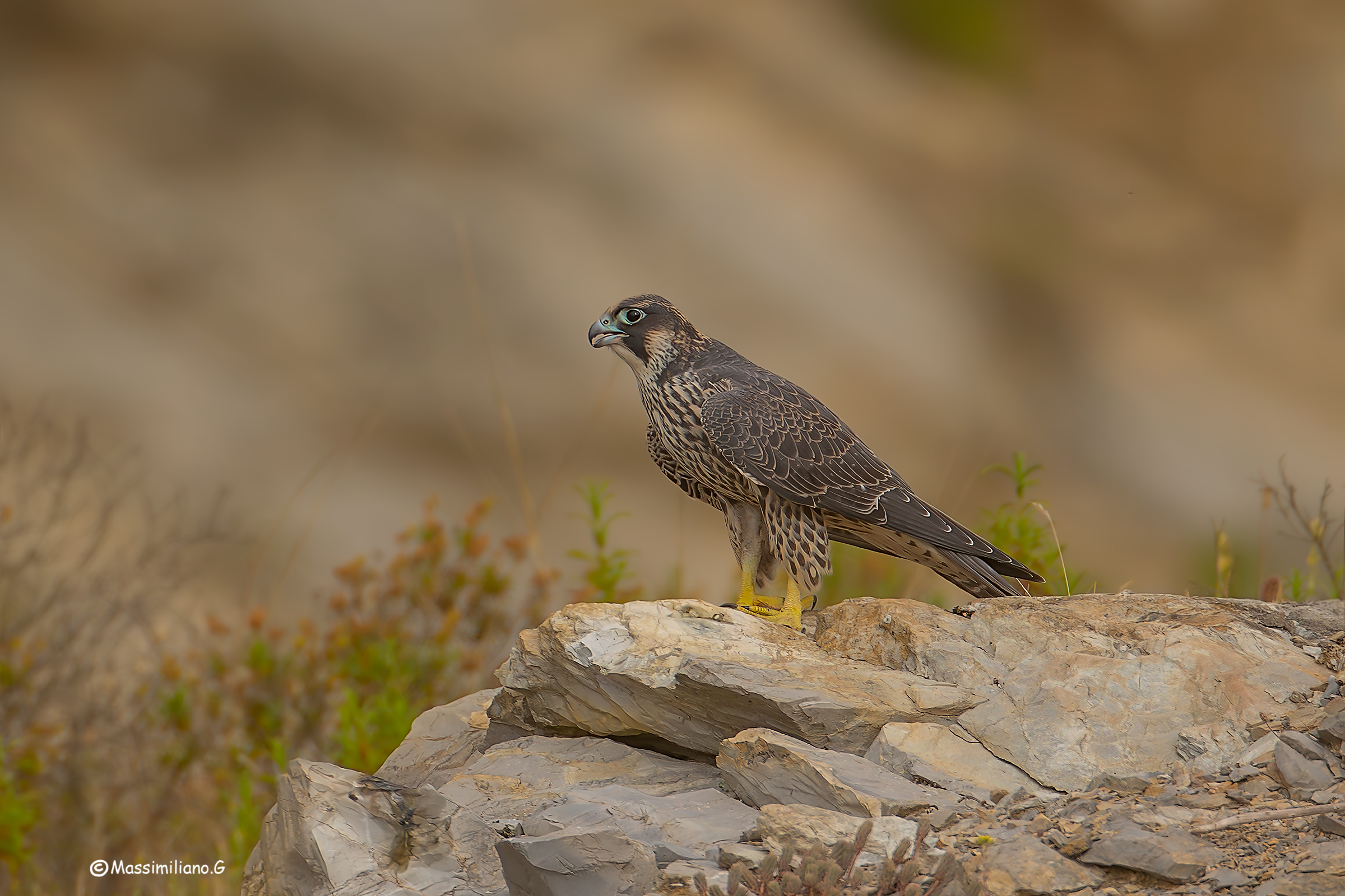 Peregrine