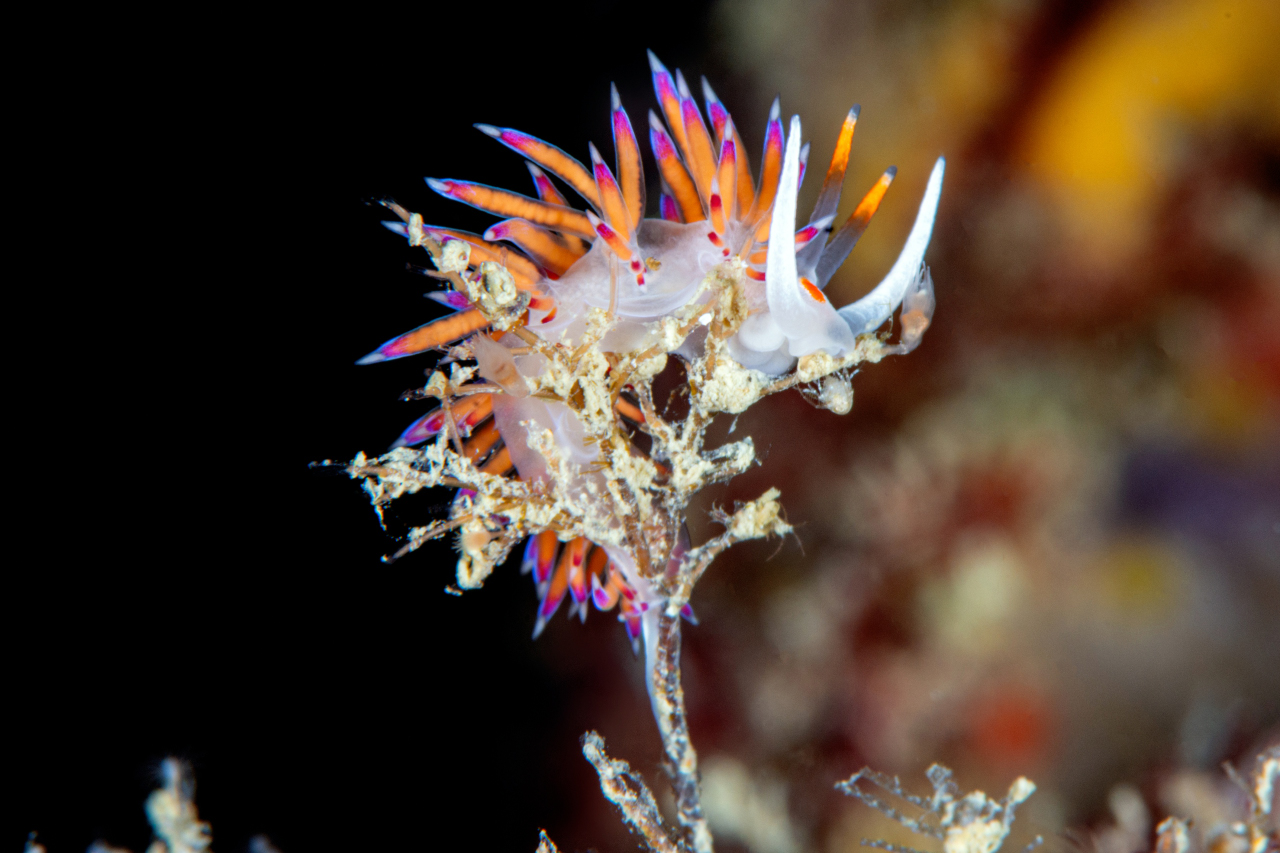Flabellina - Portovenere