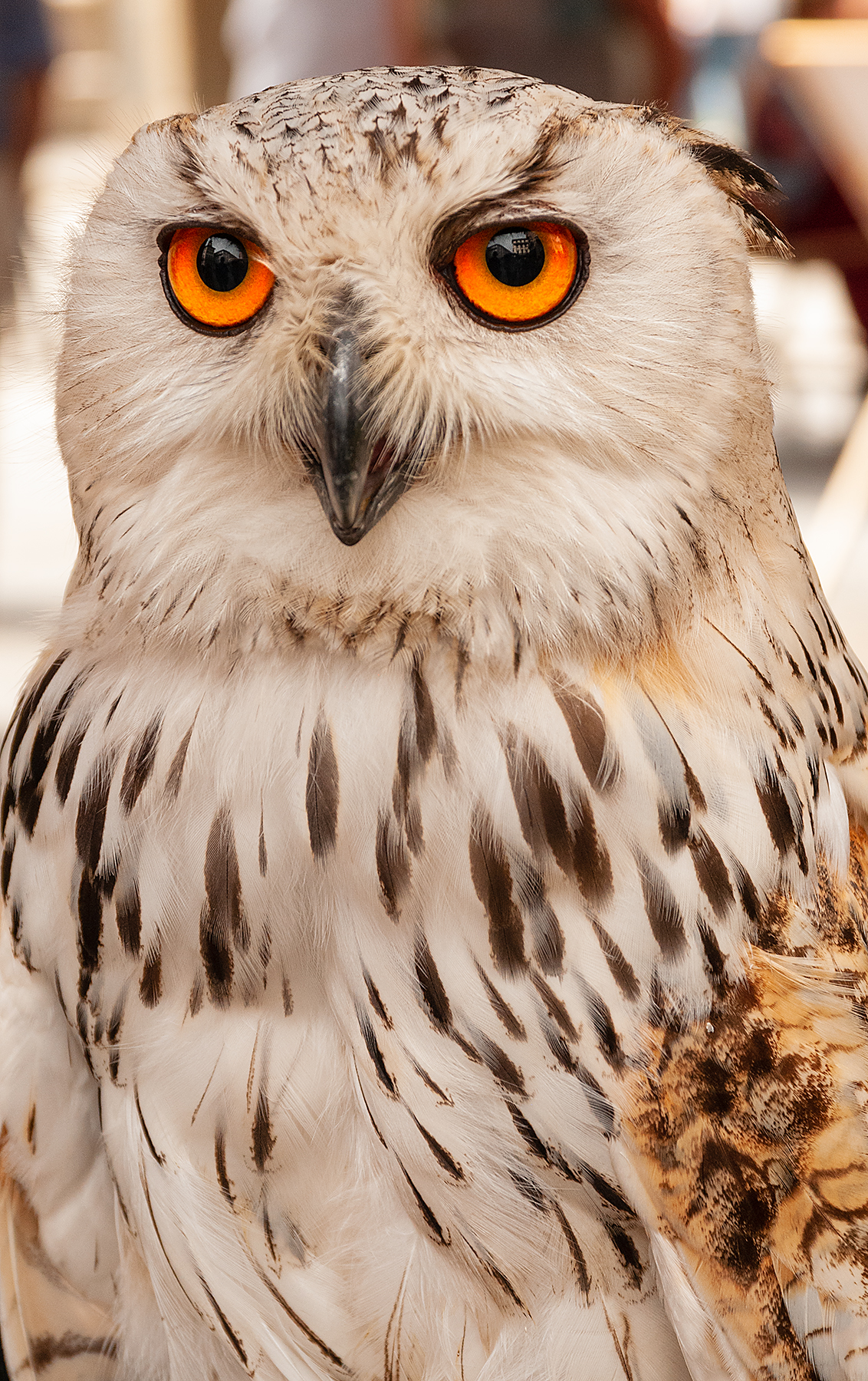 Il suo nome è Virginia