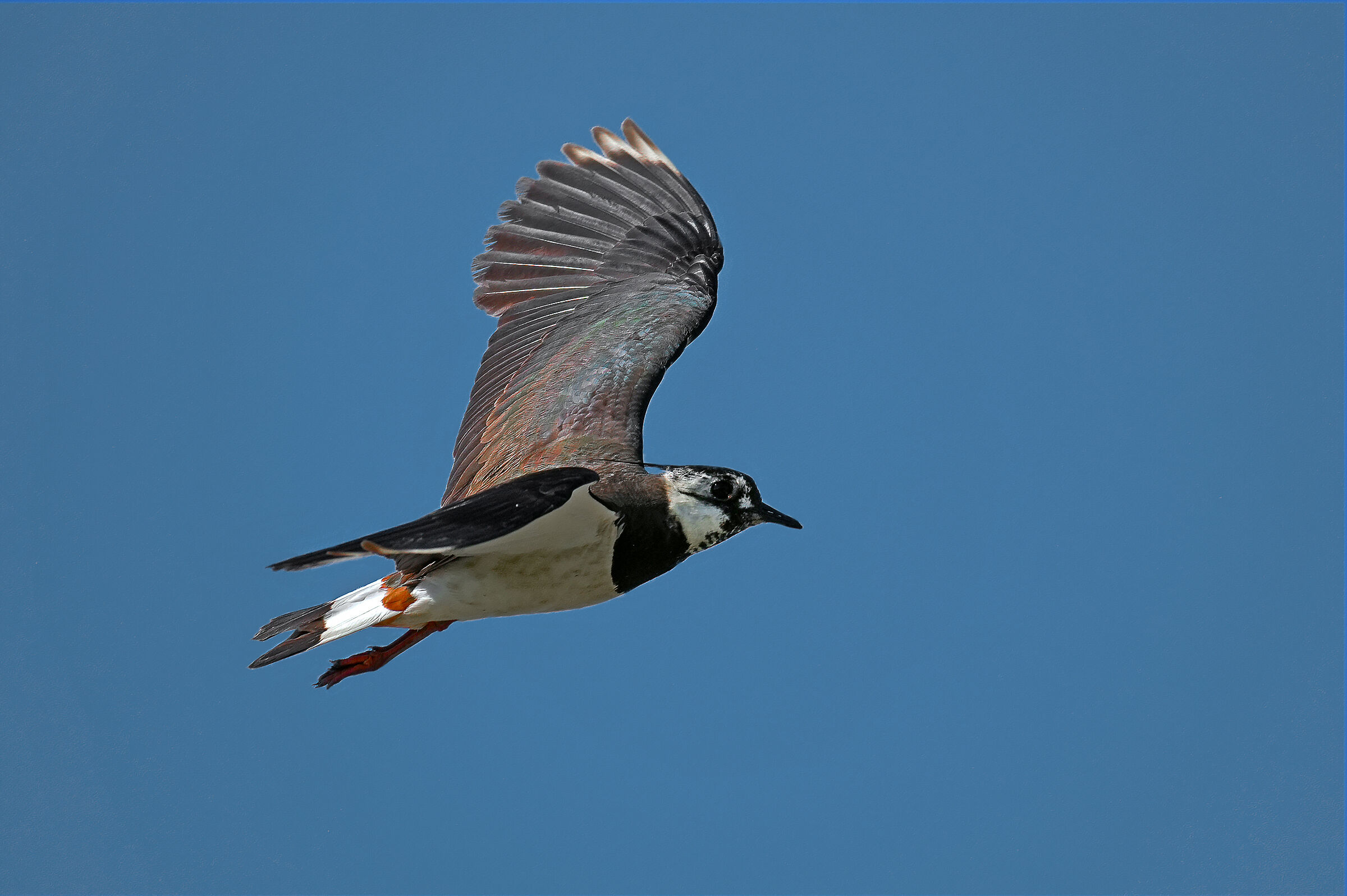 lapwing