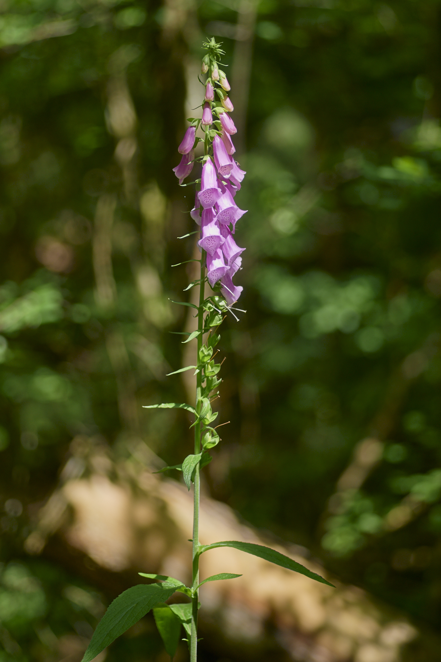Purpurea di Digitalis
