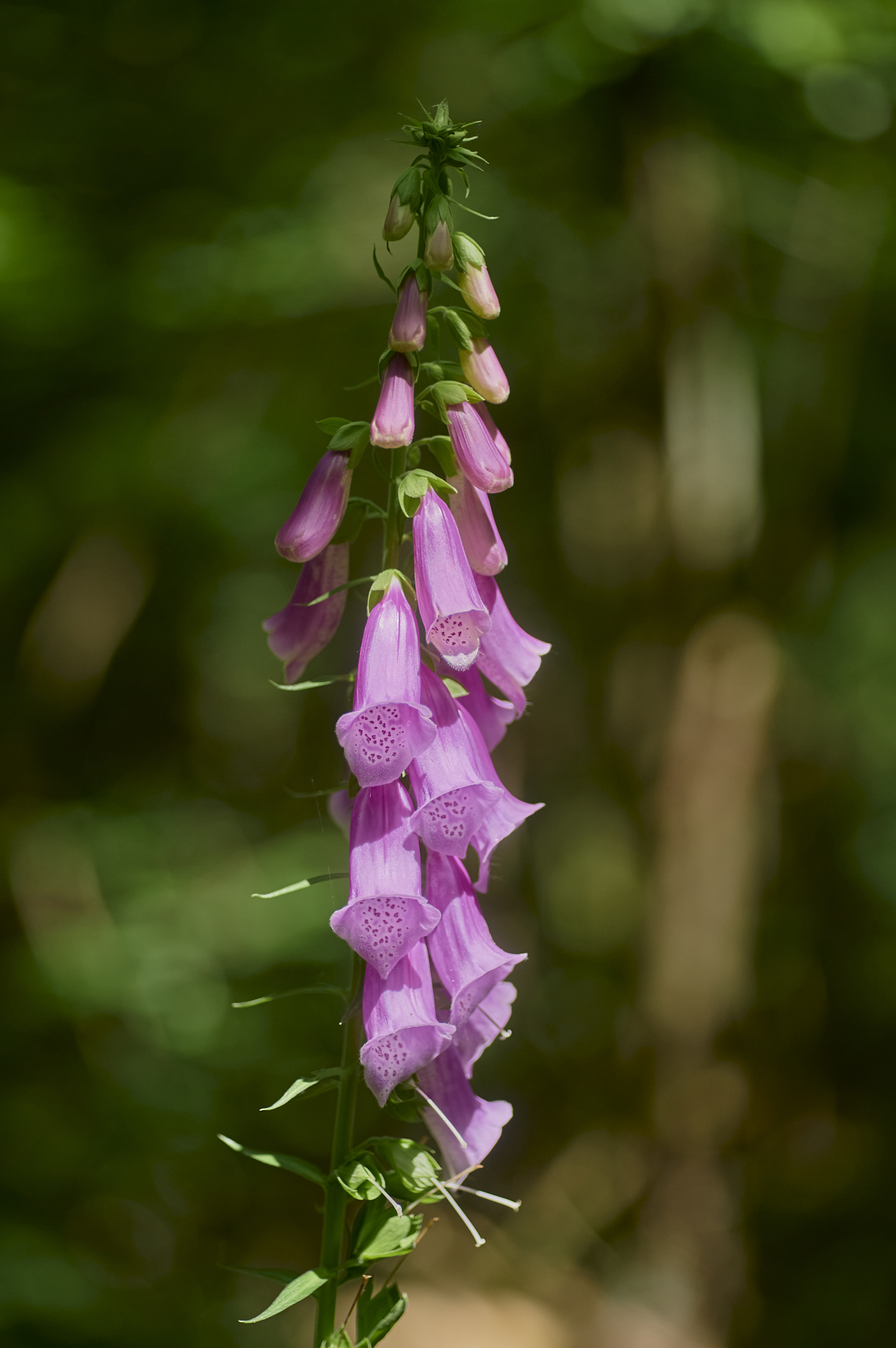Purpurea di Digitalis