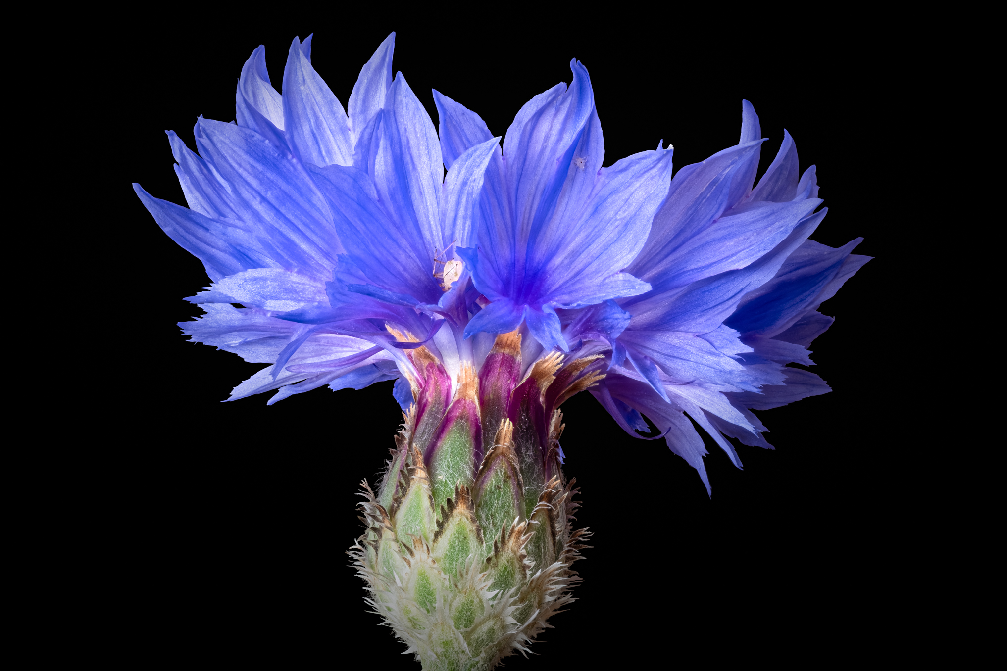 Cornflower