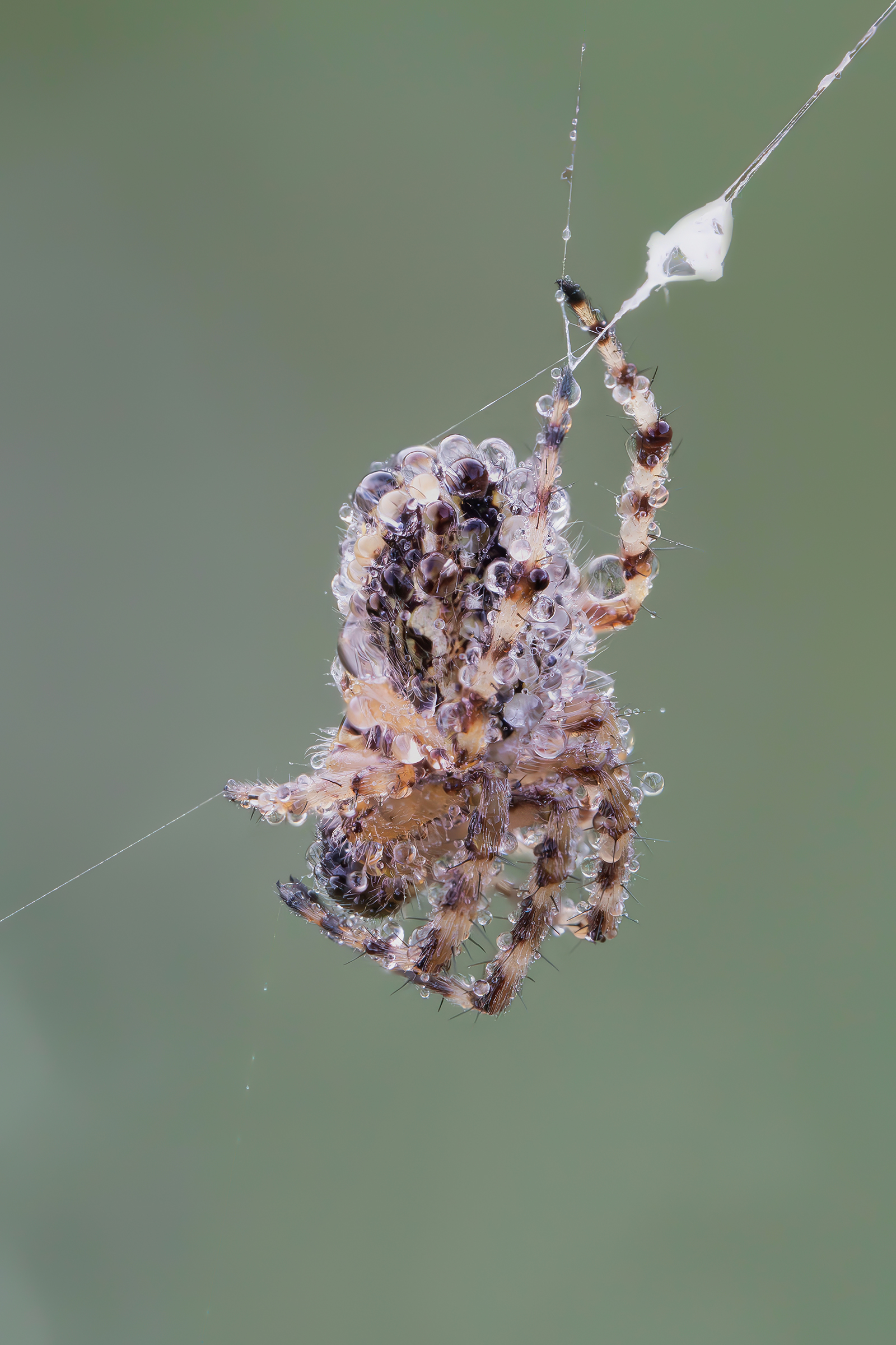 Aculepeira armida after a rainy night