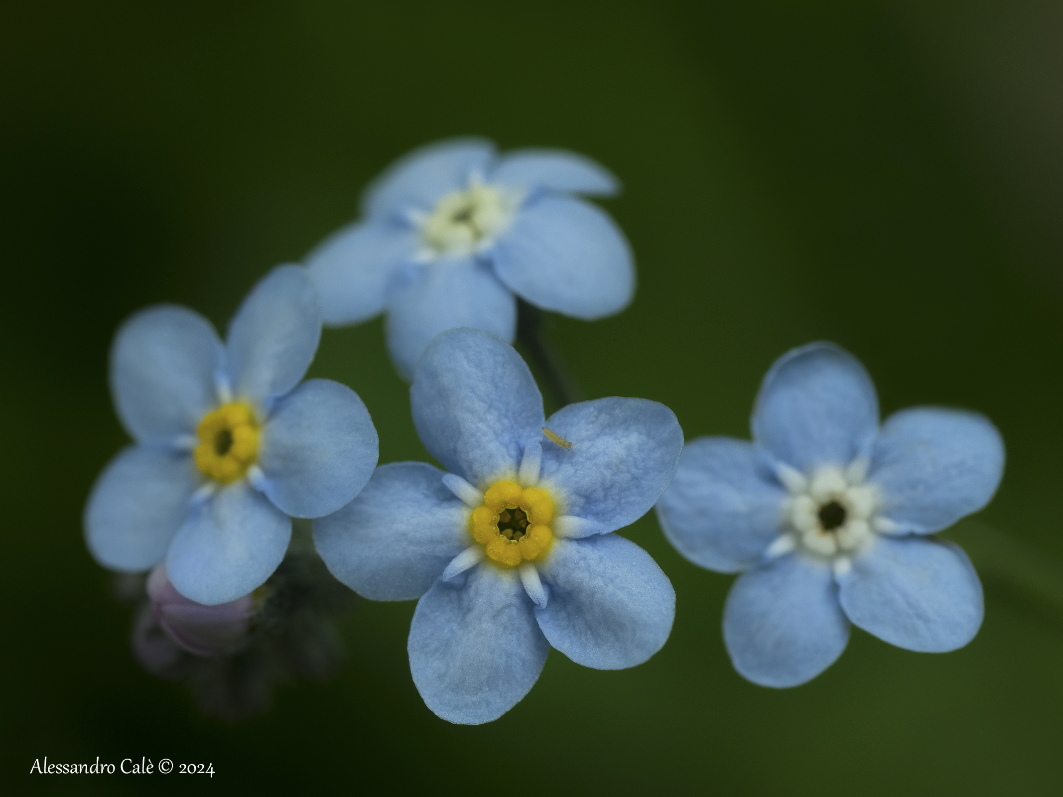 Myosotis (Non ti scordar di me) 1682