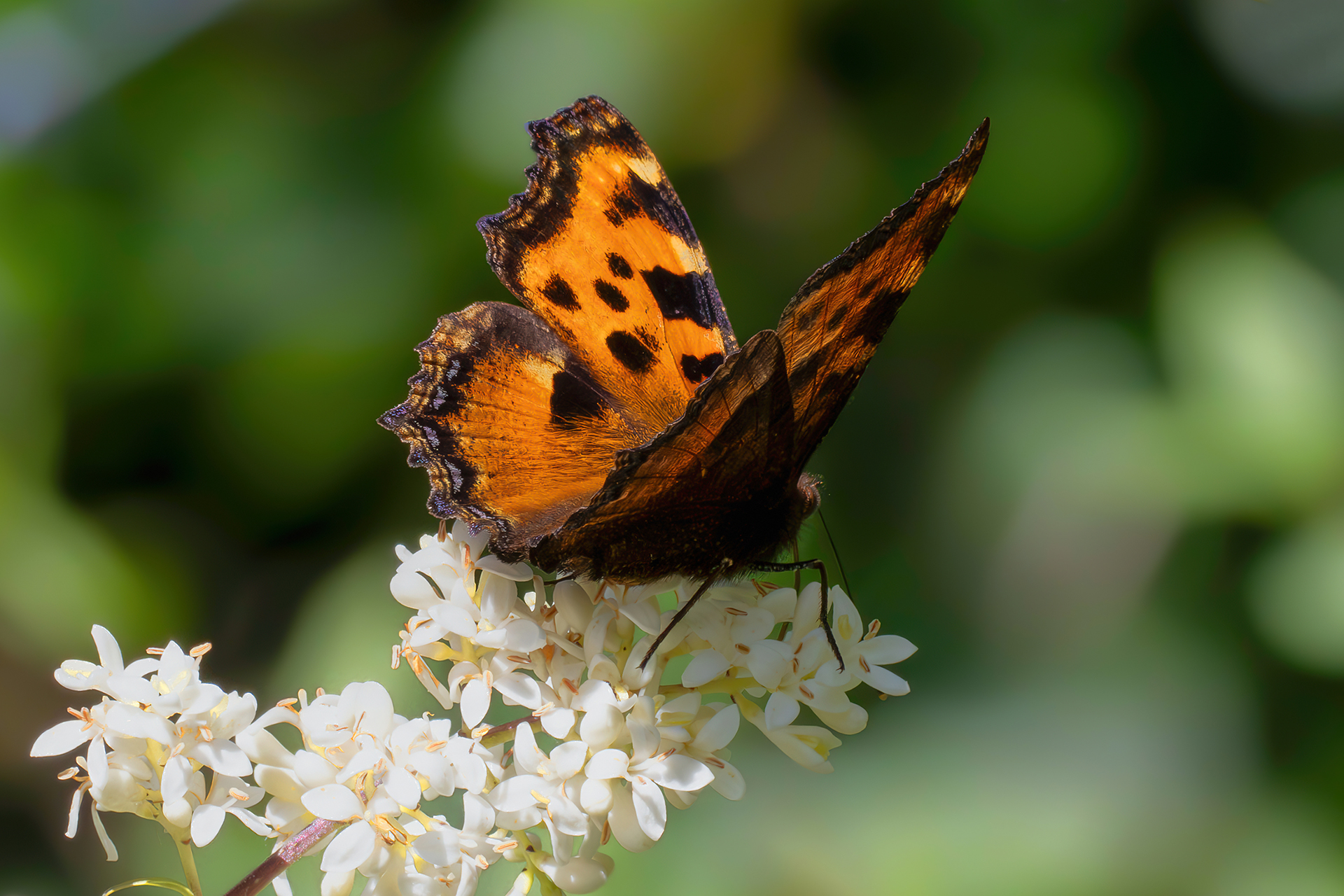 Nymphalis polychloros
