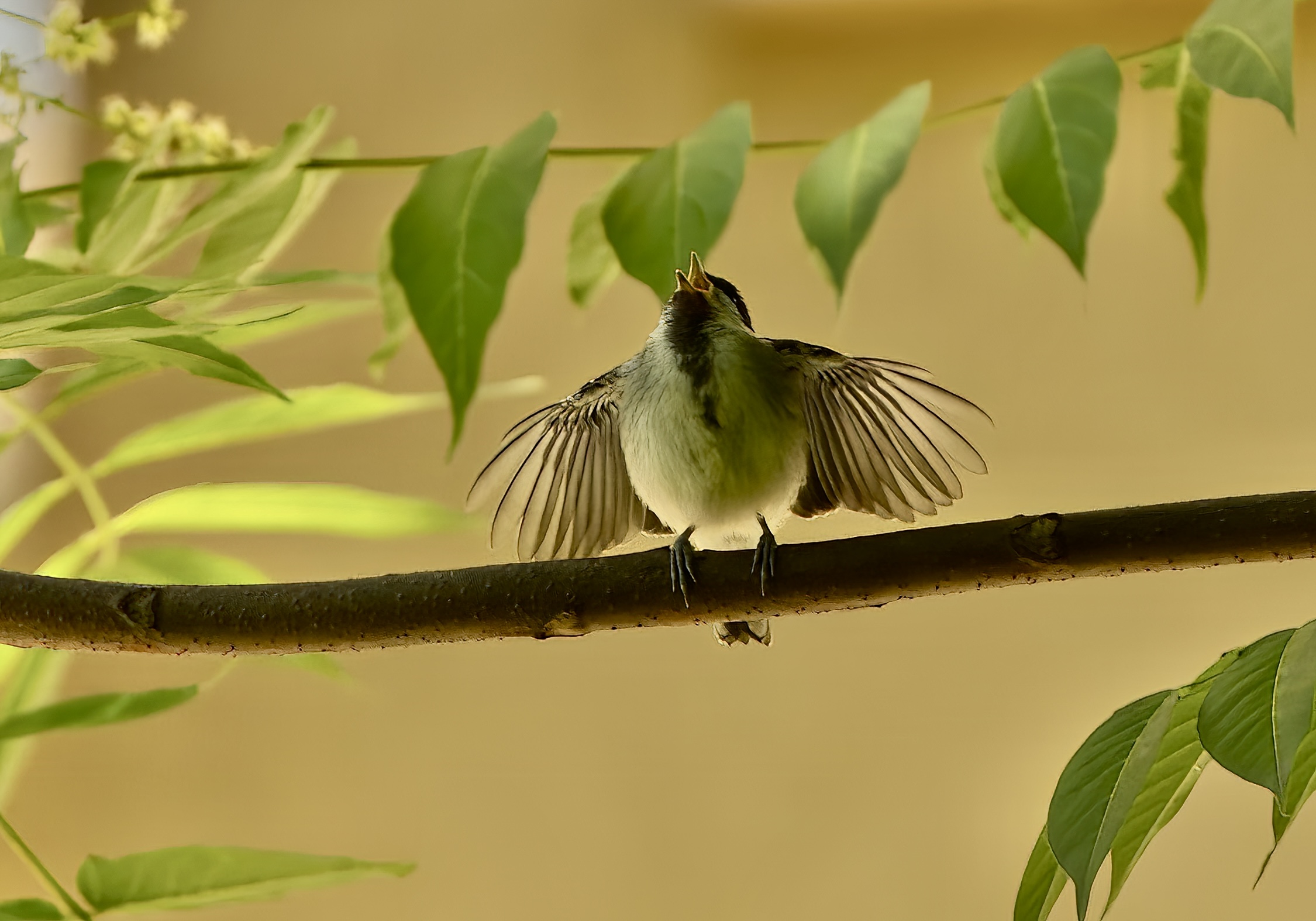 La cinciallegra in estasi