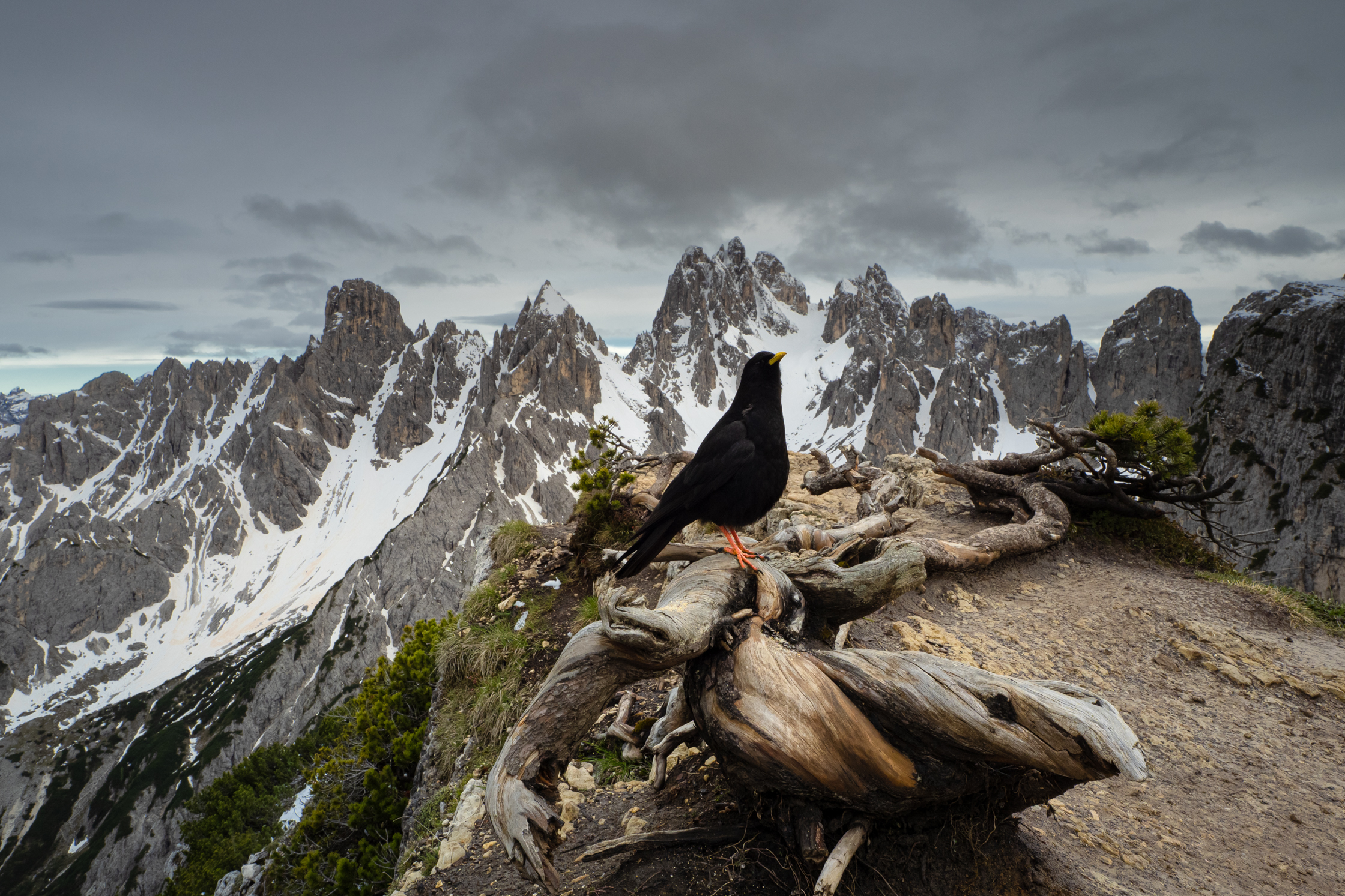 The guardian of the Cadini