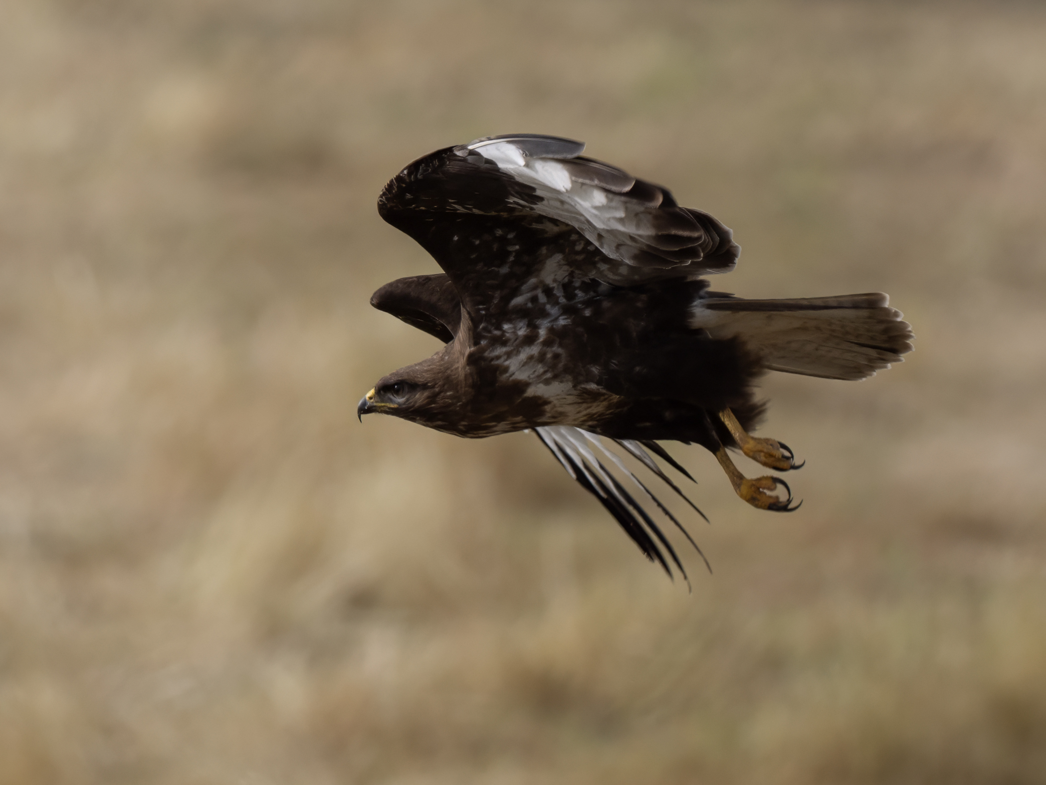 buzzard