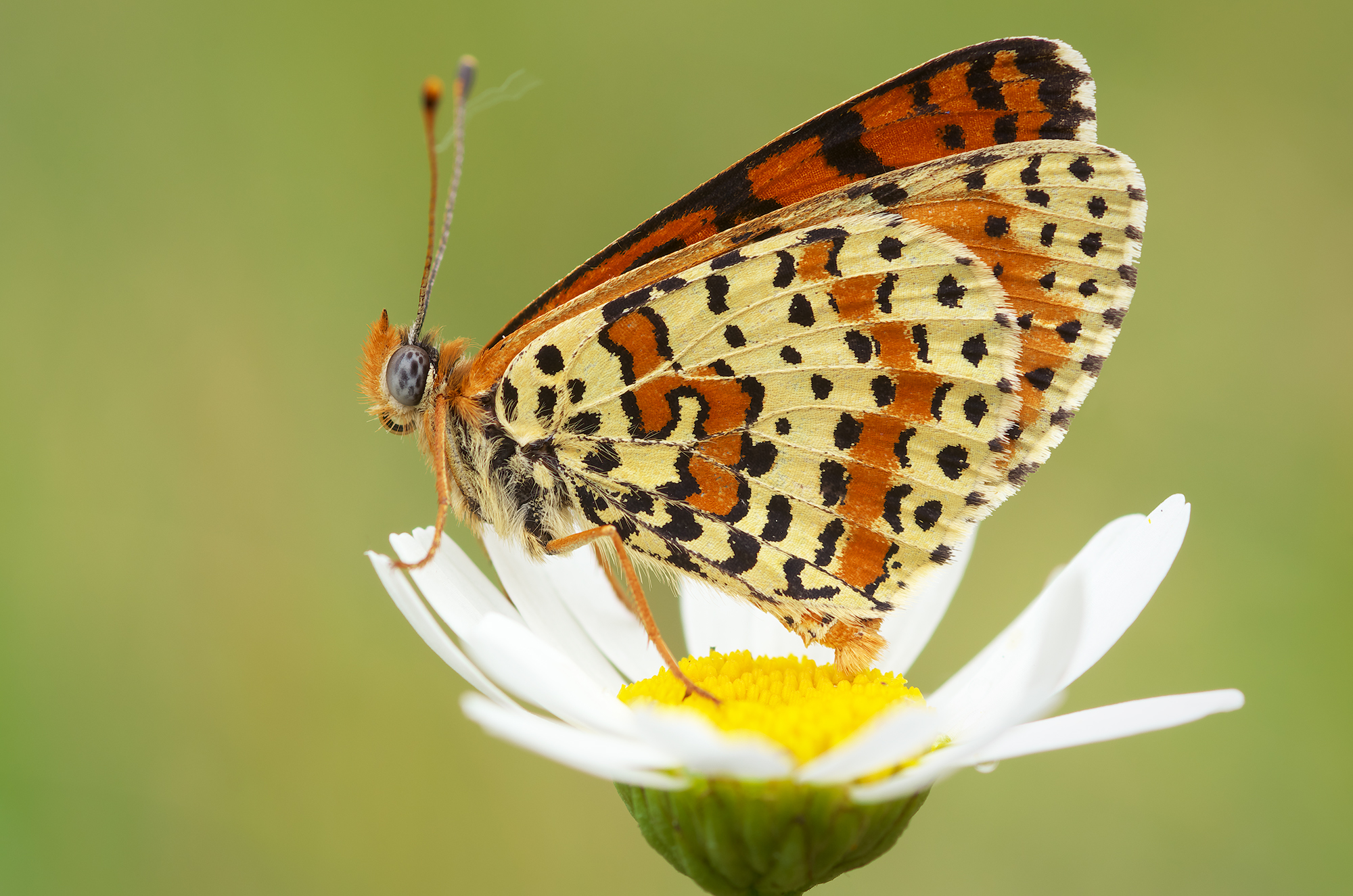 Melitaea didyma