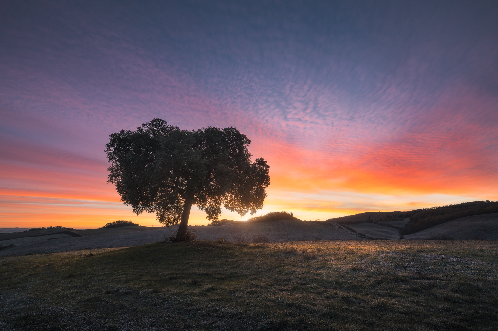 Il Leccino solitario