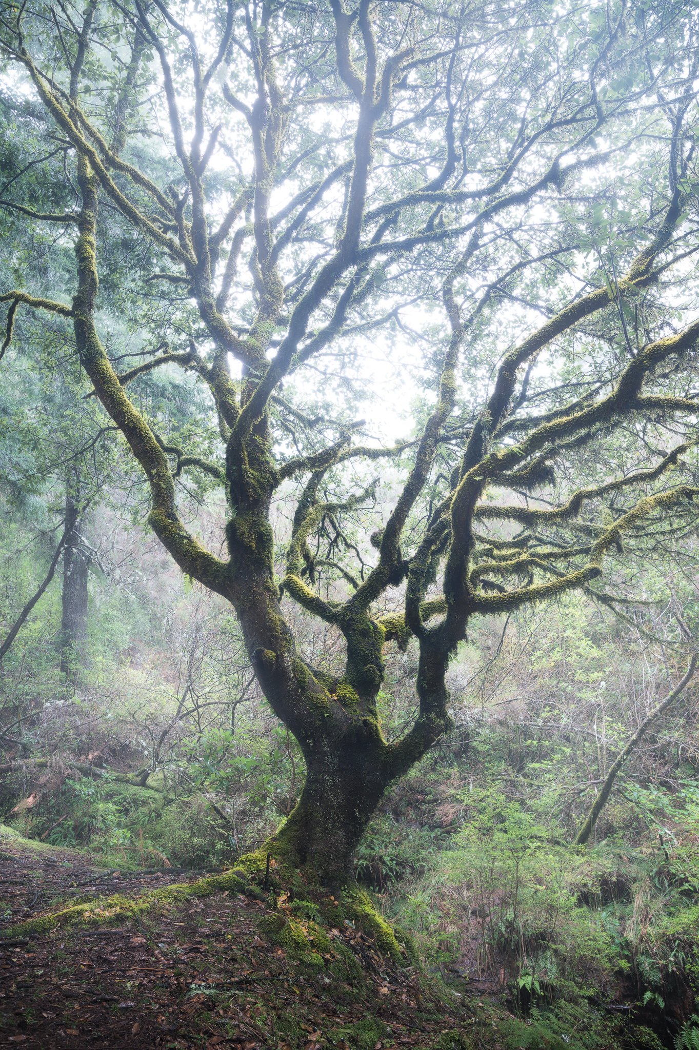 La foresta degli alberi magici