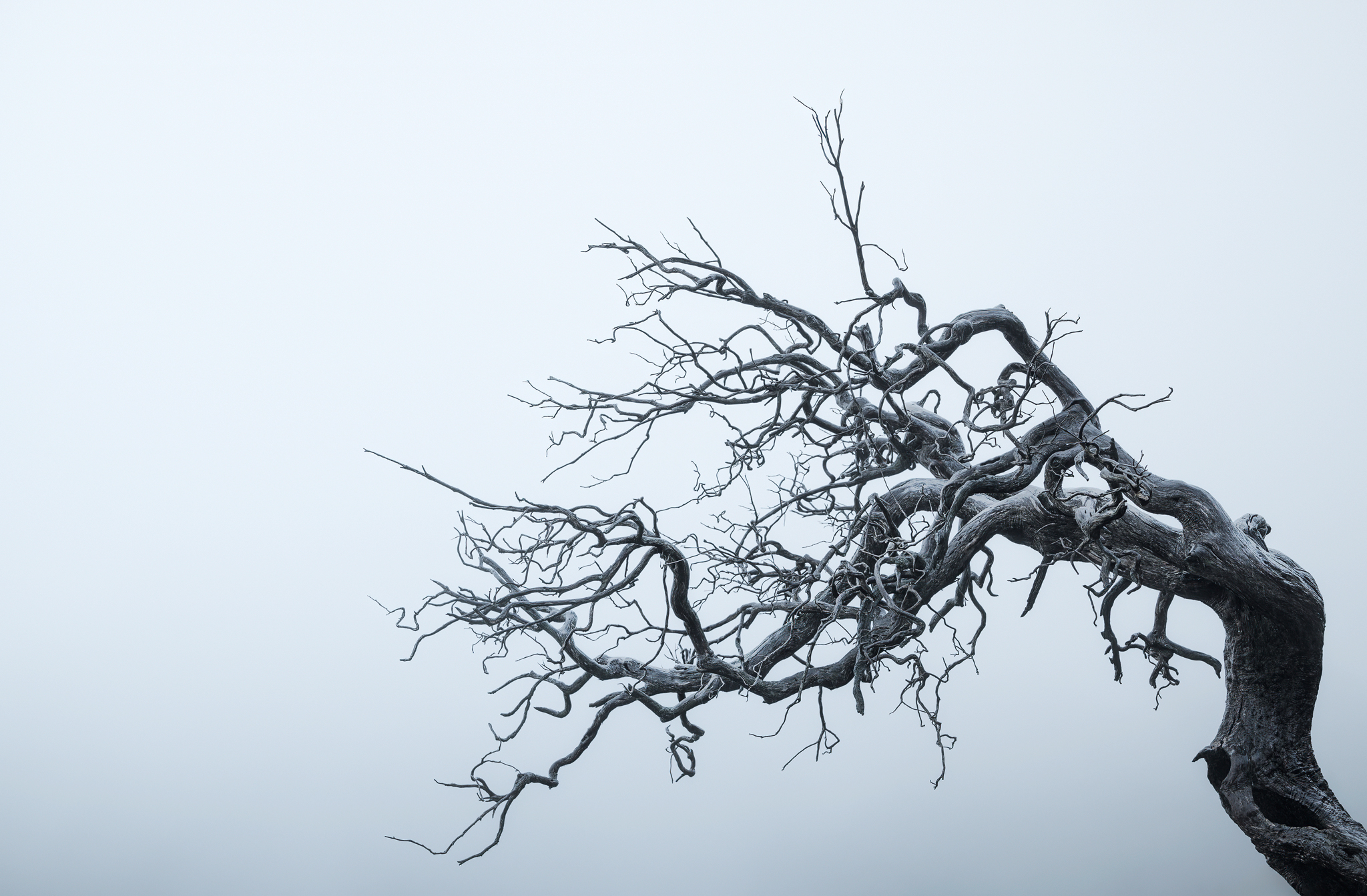 Leaning Tree