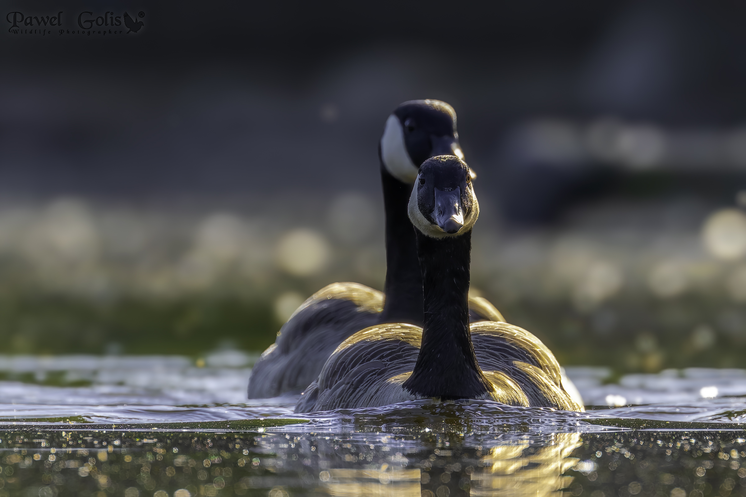 Oca canadese (Branta canadensis)