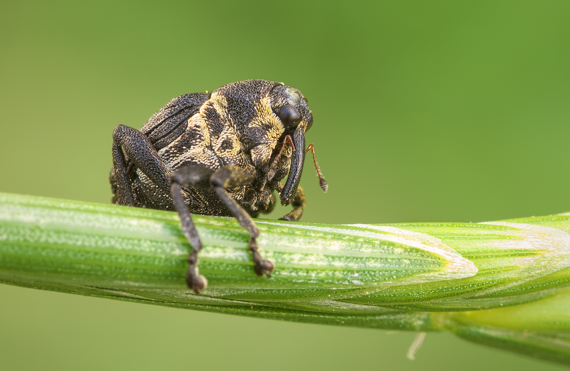 Mononychus punctumalbum
