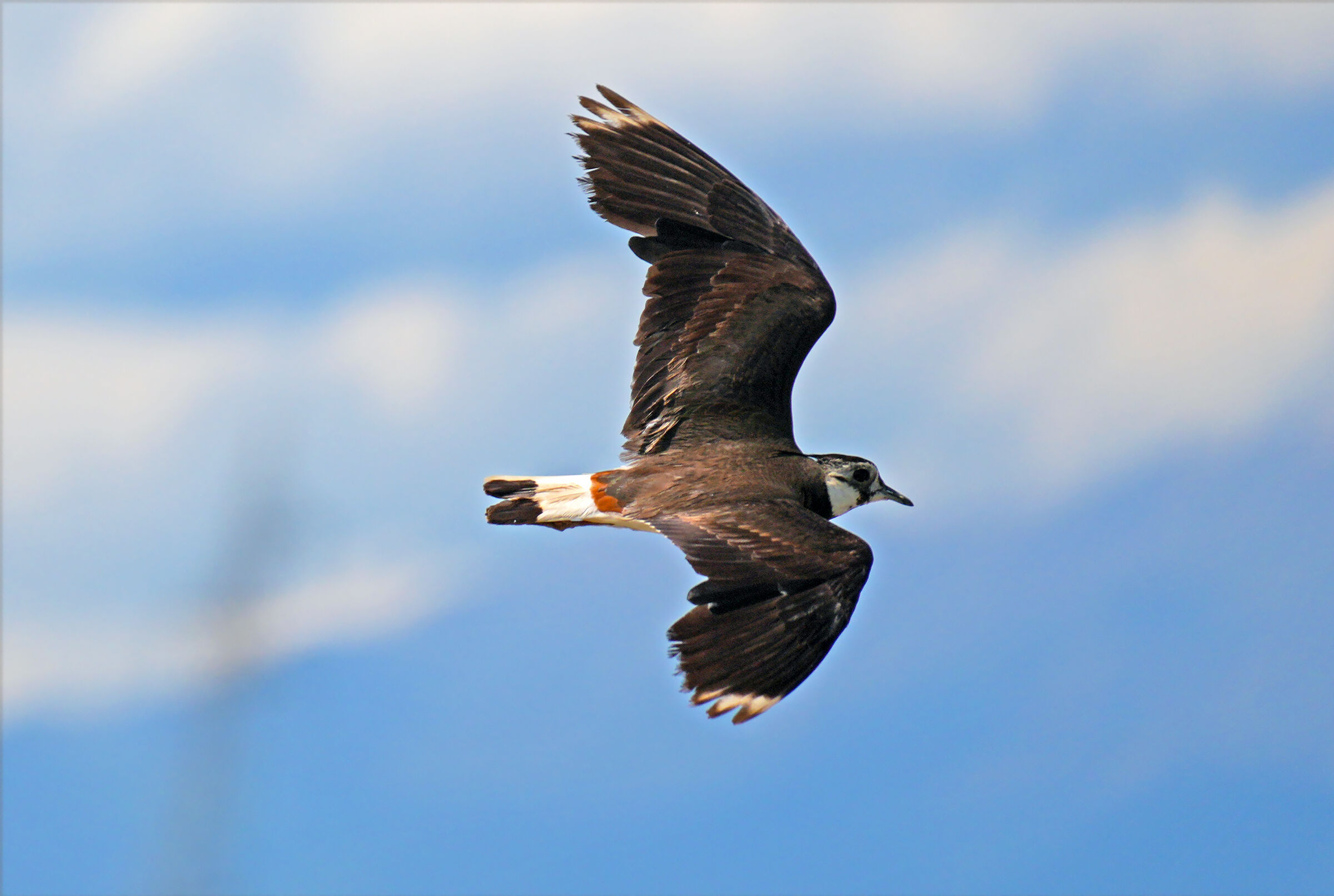 lapwing4