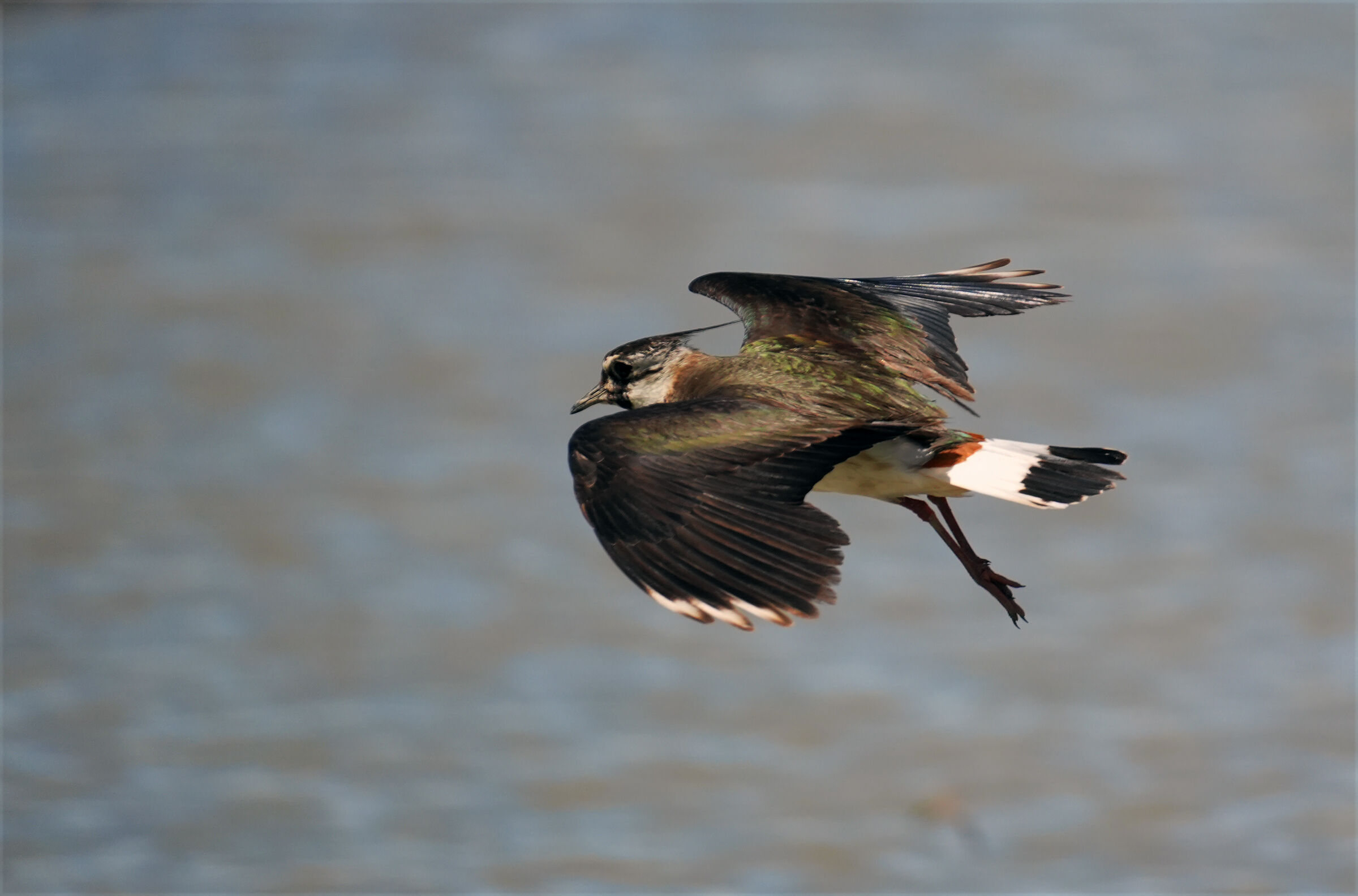 lapwing5