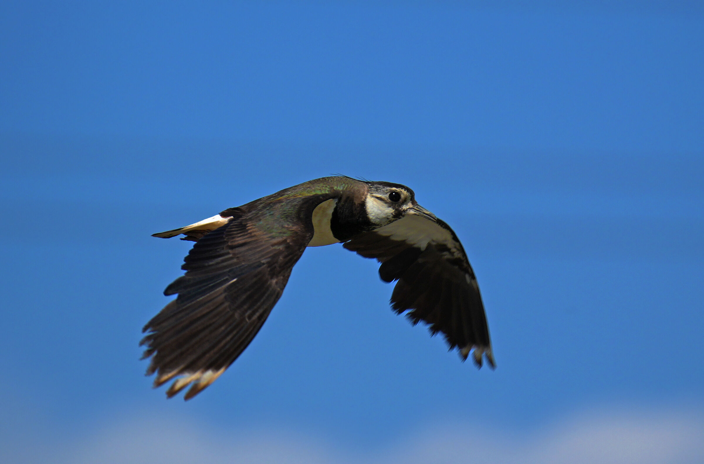 lapwing6