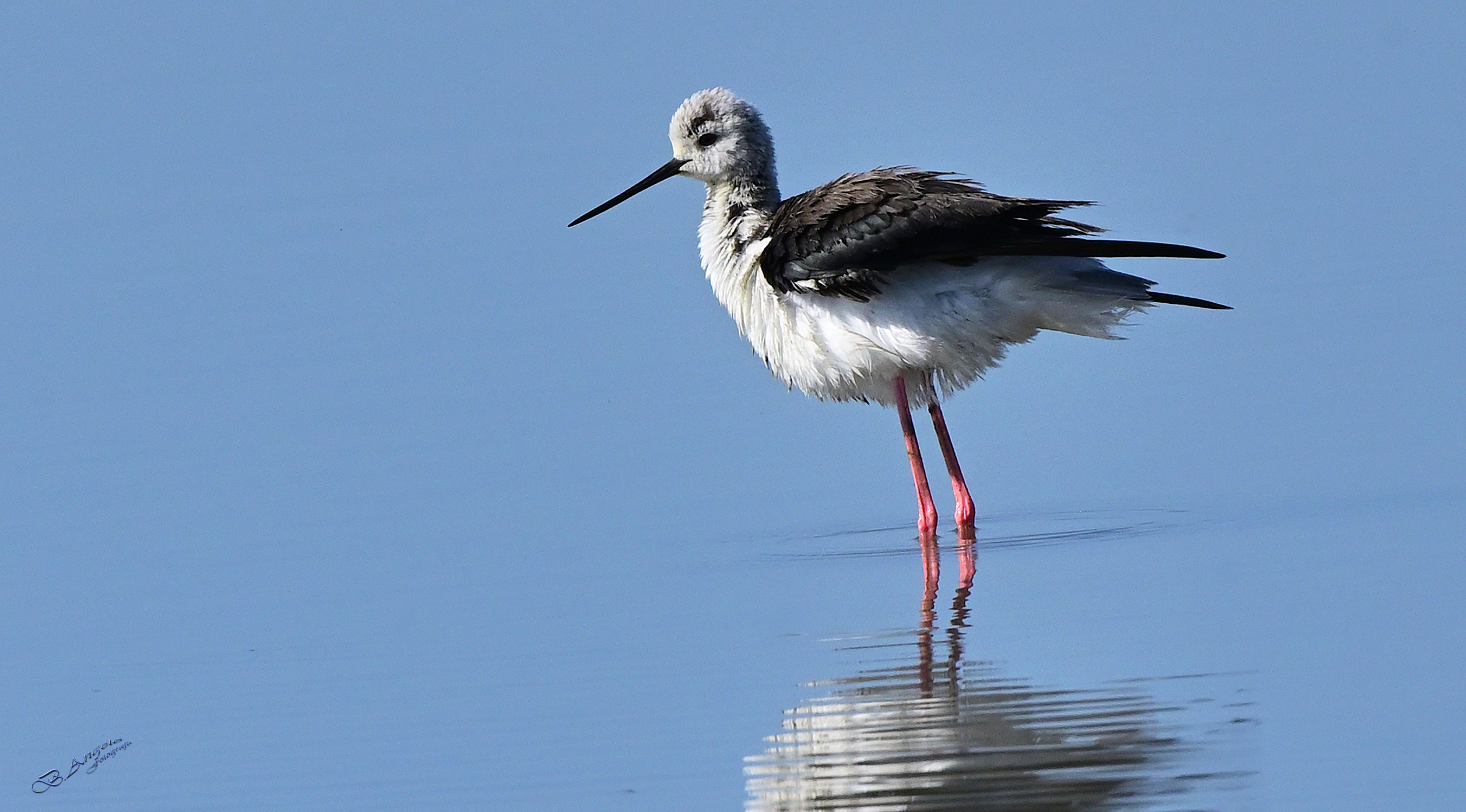 " Cavaliere d'Italia "