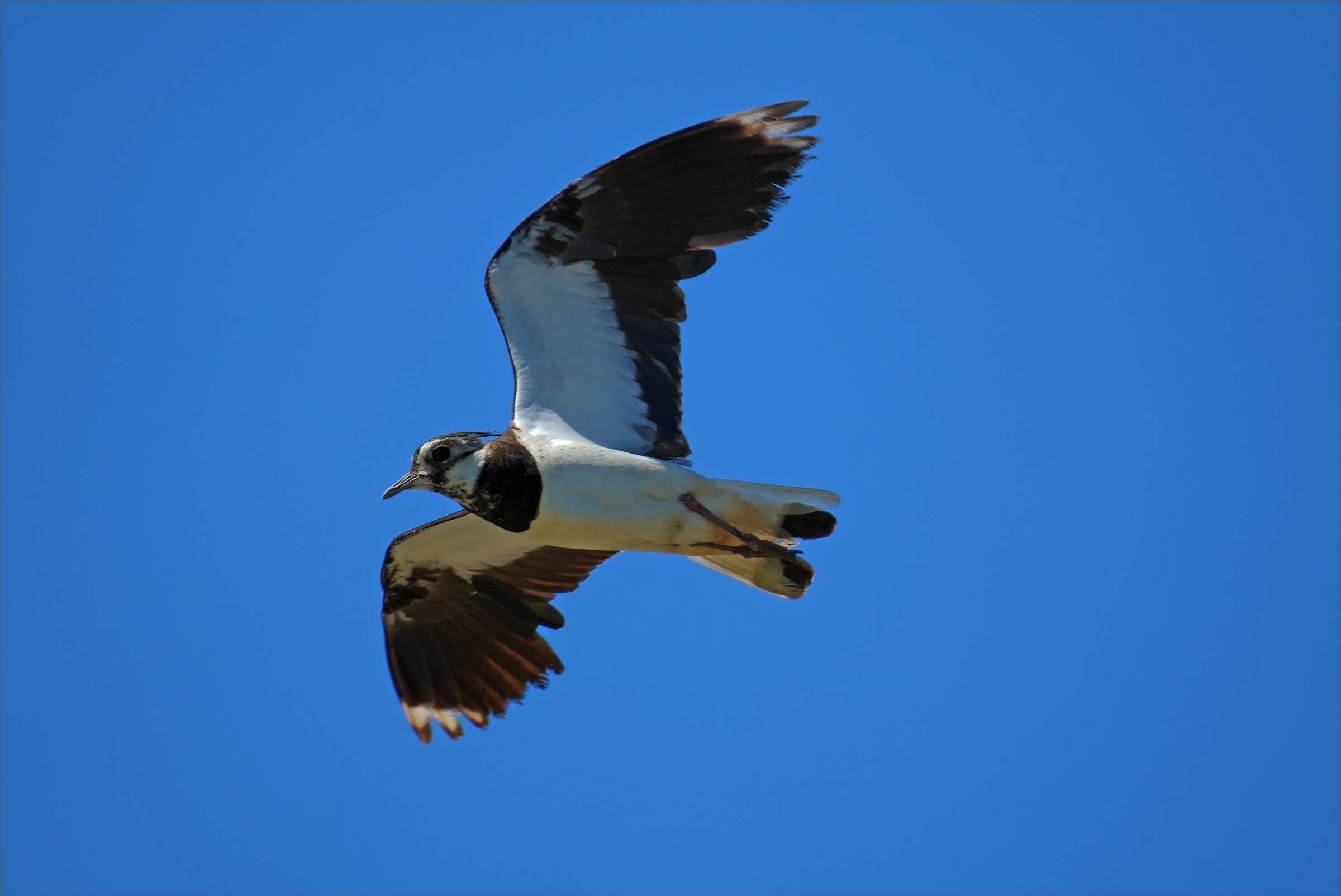 lapwing7