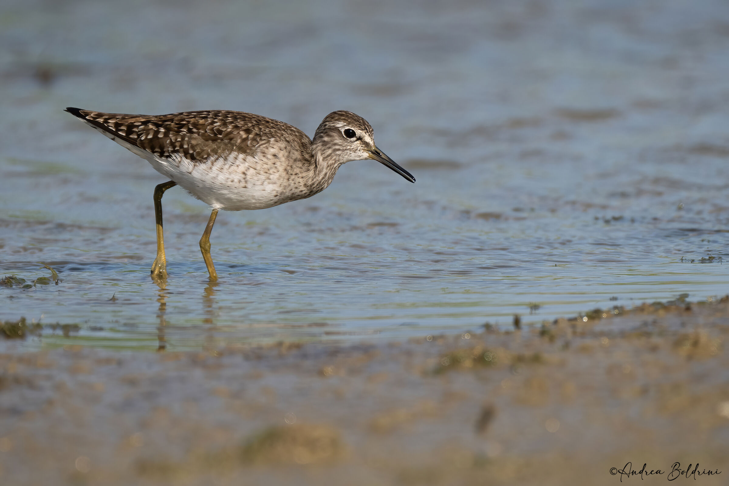 Piro piro boschereccio