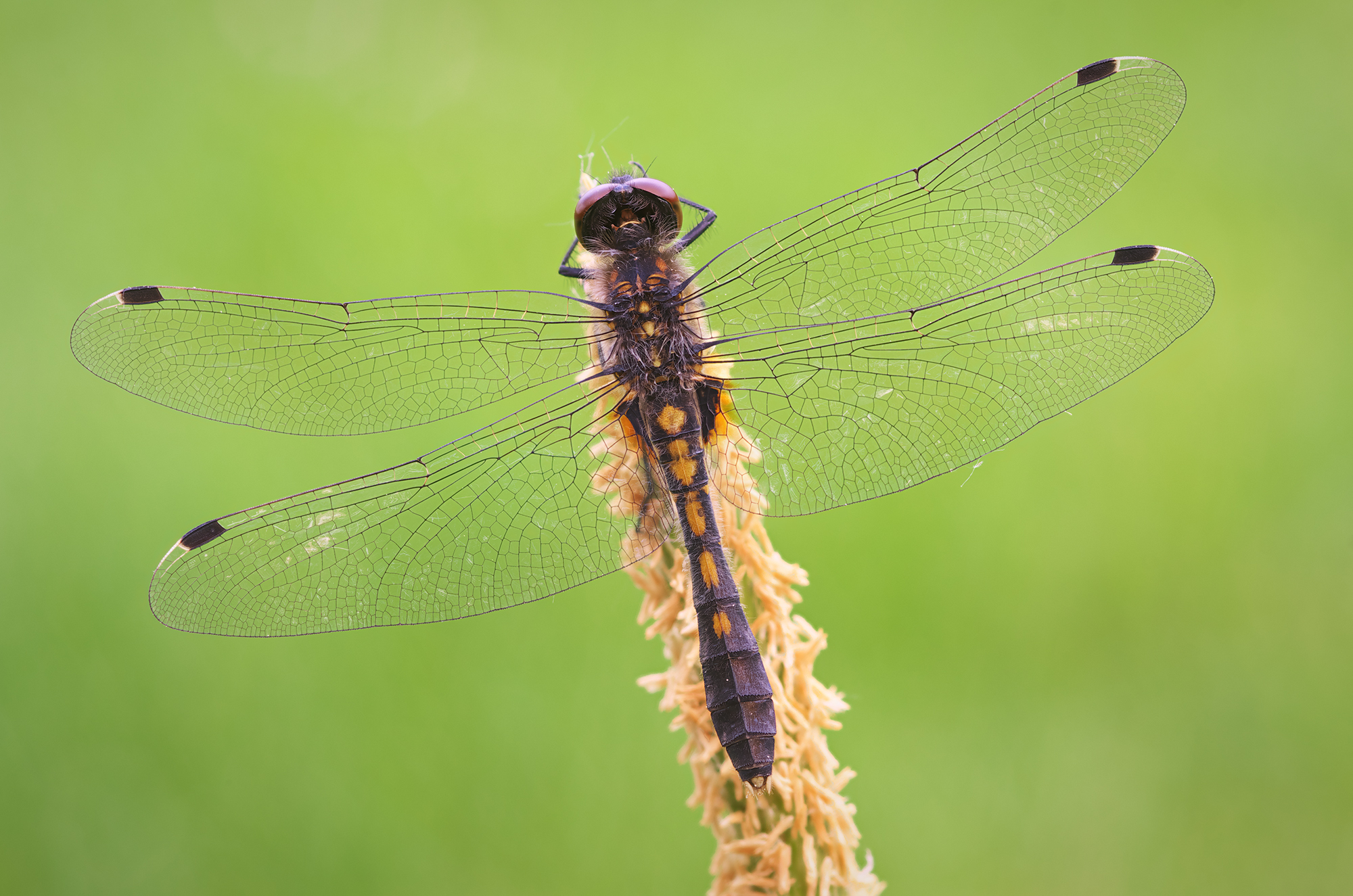 Leucorrhinia caudalis