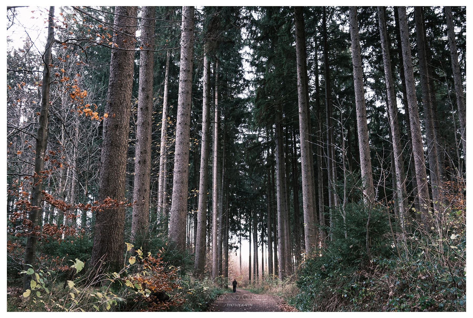 walk deep into the forest