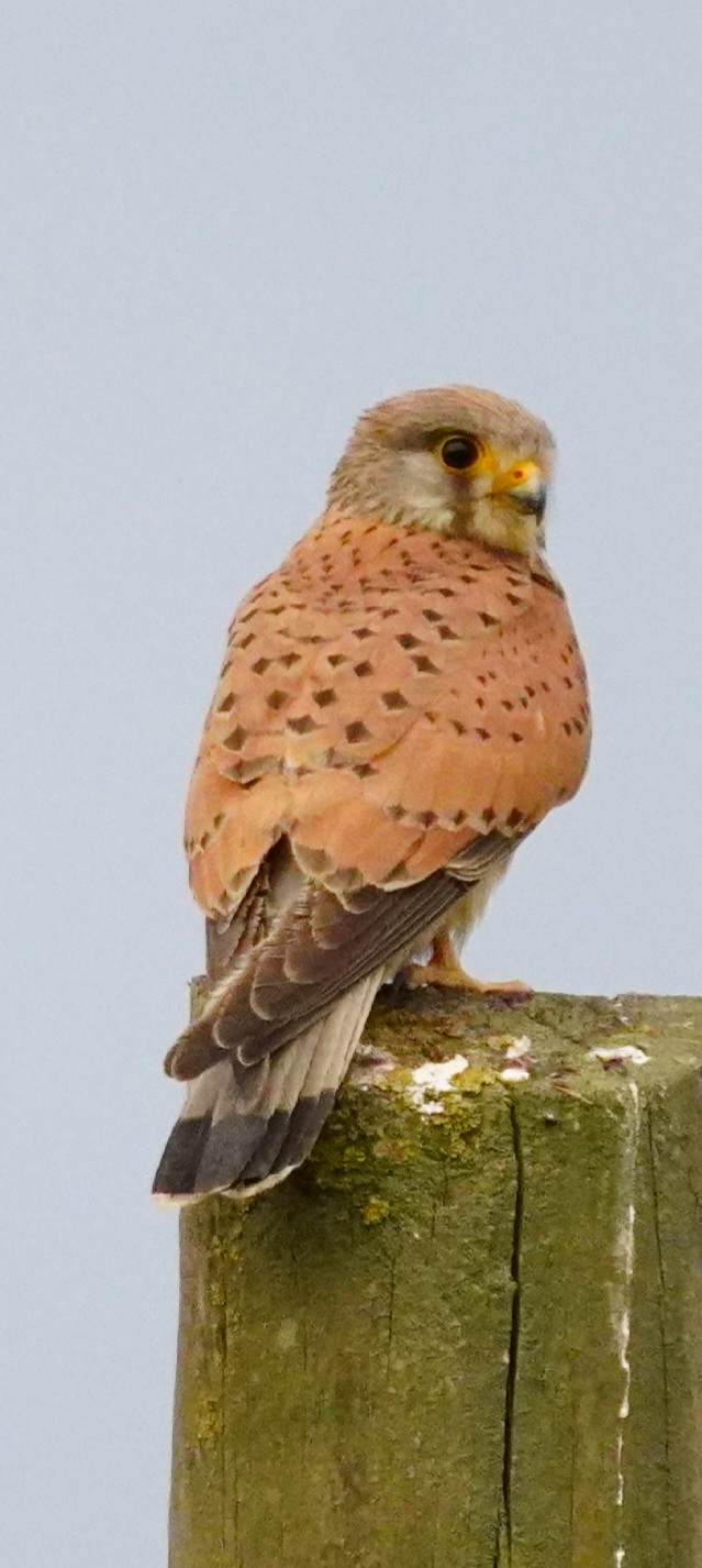 Gheppio