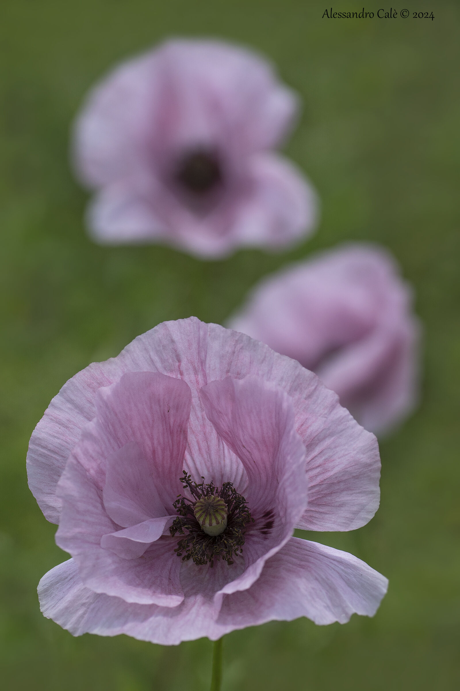 Poppy 2674