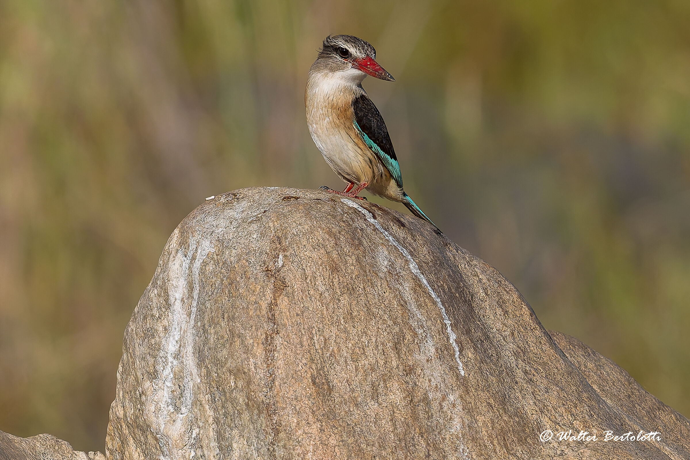 martin pescatore capo bruno