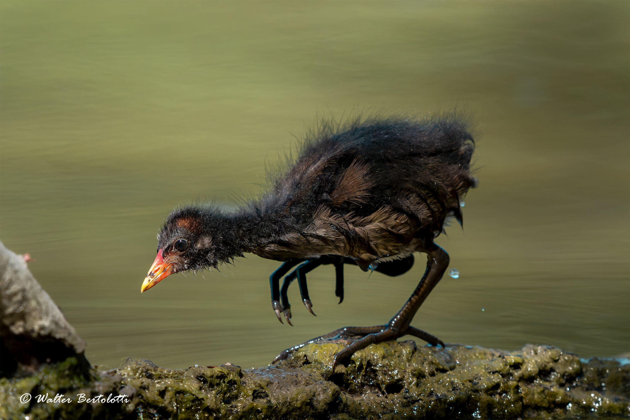 future gallinelle crescono